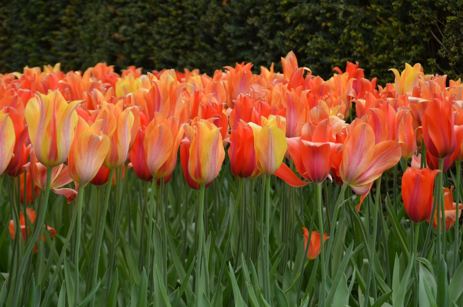 Nikon D5100 sample photo. Tulips, keukenhof, holland photography
