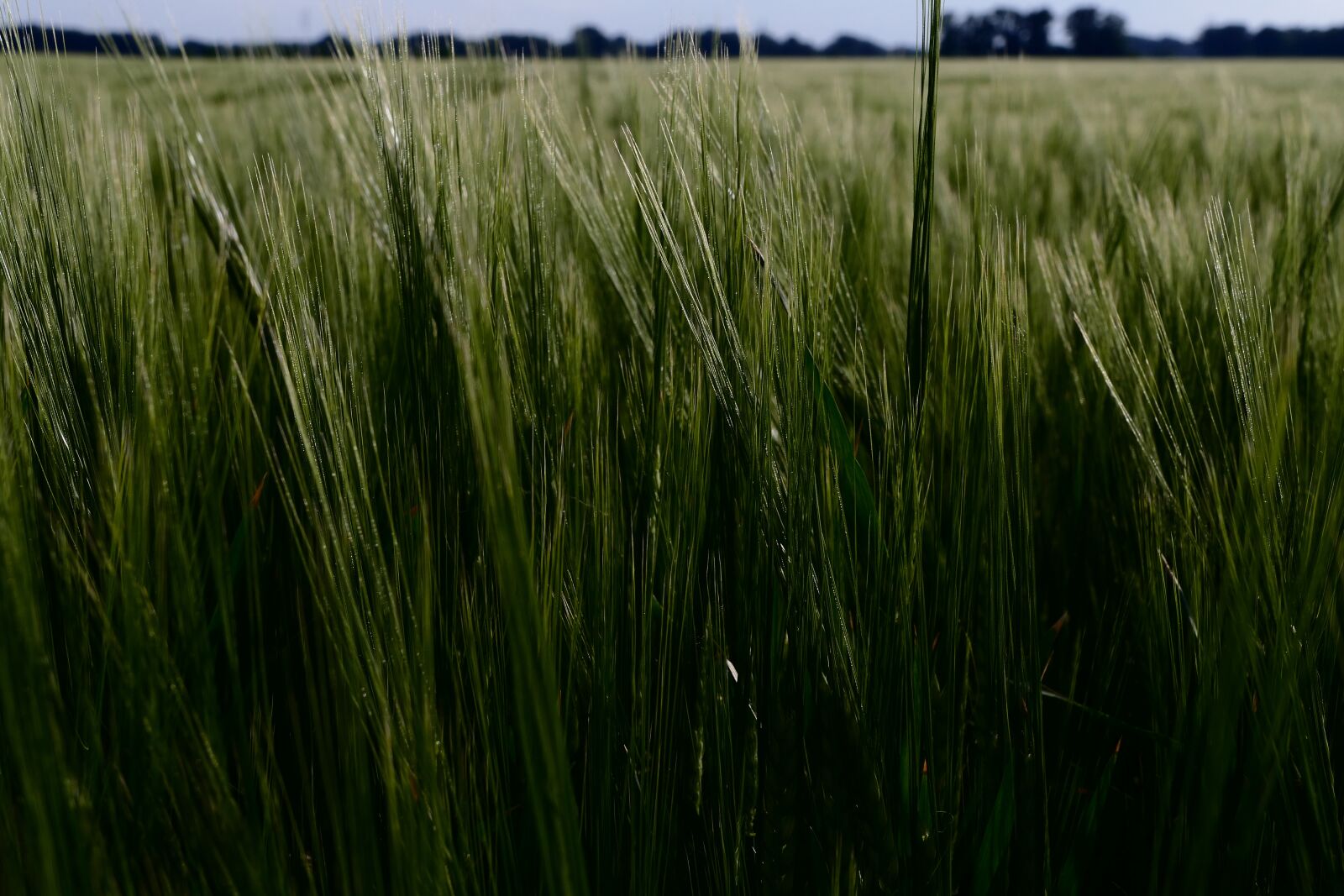 Panasonic Lumix DMC-FZ1000 sample photo. Barley, cereal, ears photography