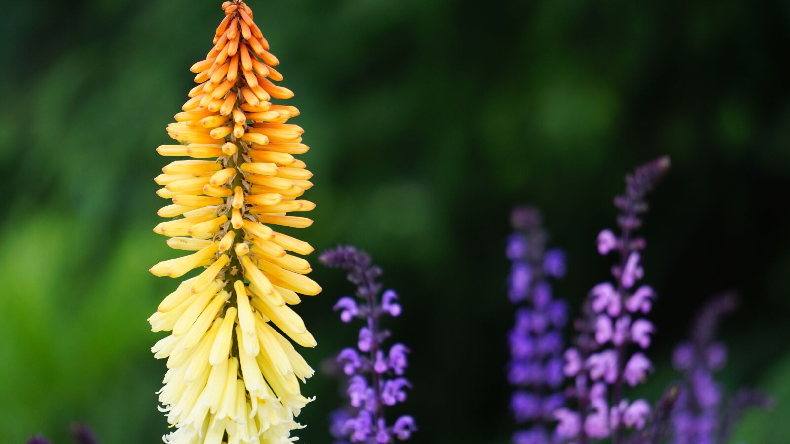 Sony E 55-210mm F4.5-6.3 OSS sample photo. Flower, yellow, purple photography