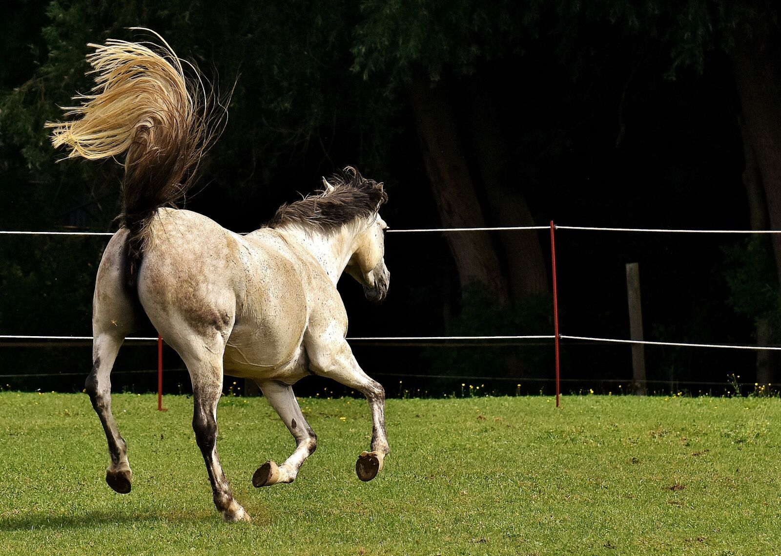 Nikon D7200 sample photo. Mold, horse, love for photography