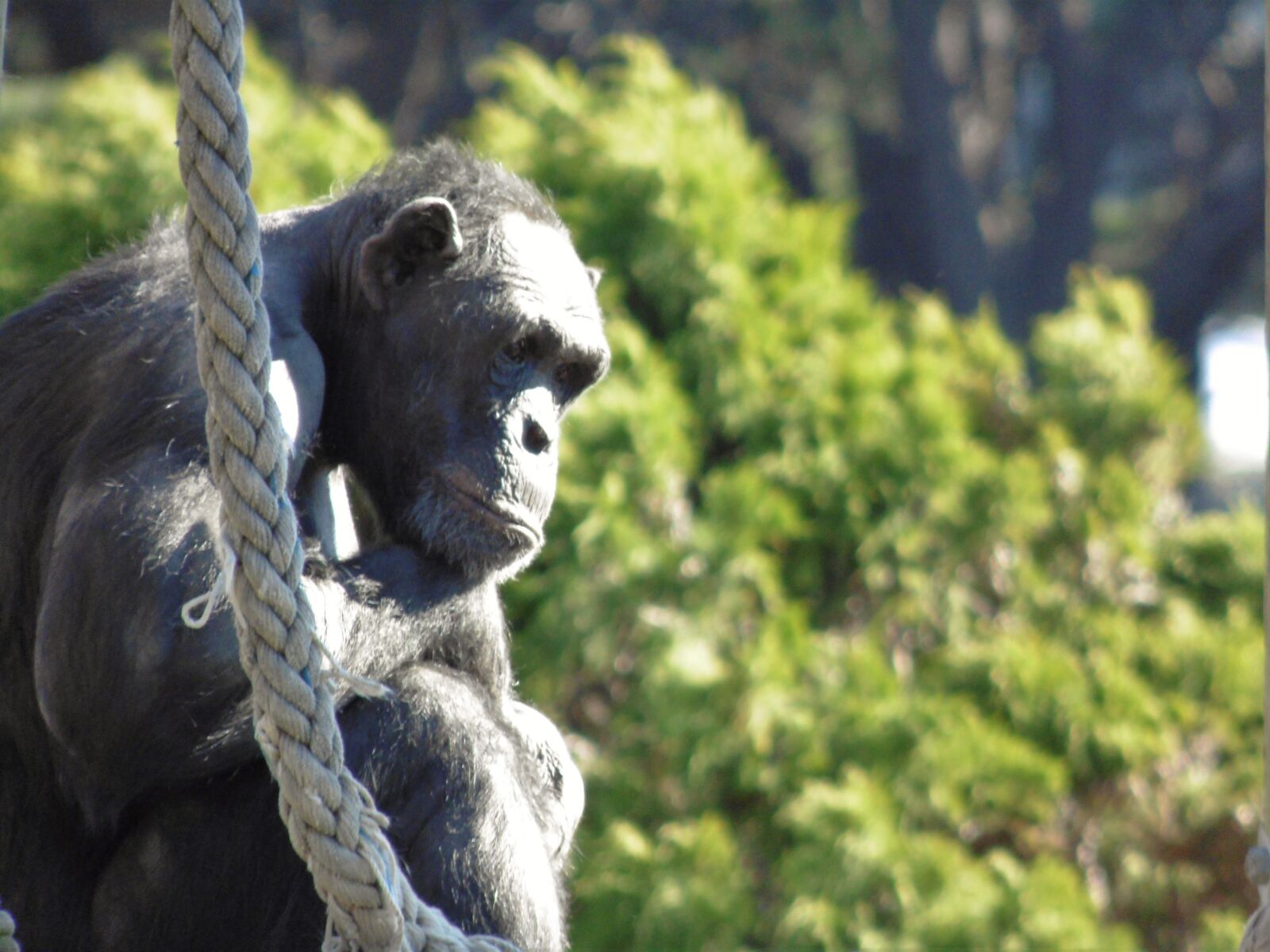 Panasonic Lumix DMC-LZ40 sample photo. Animal, black, chimpanzee, green photography
