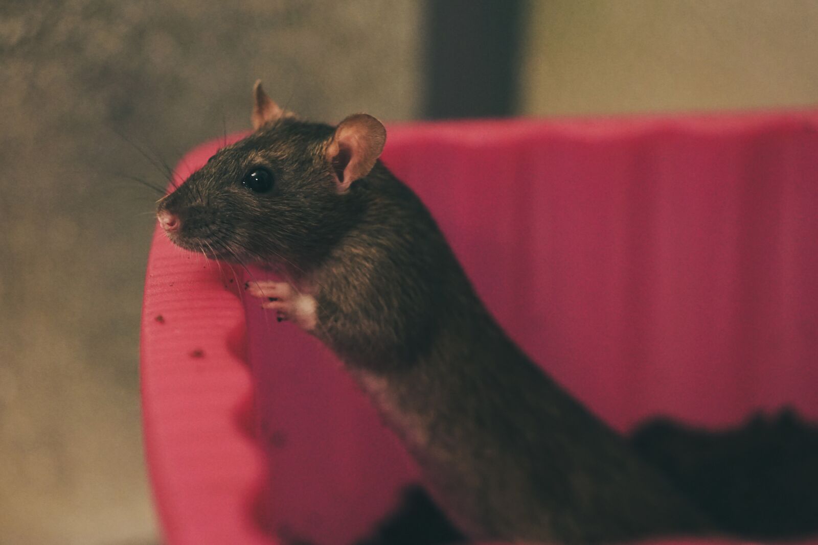 E 50mm F1.8 OSS sample photo. Rat, color rats, sweet photography