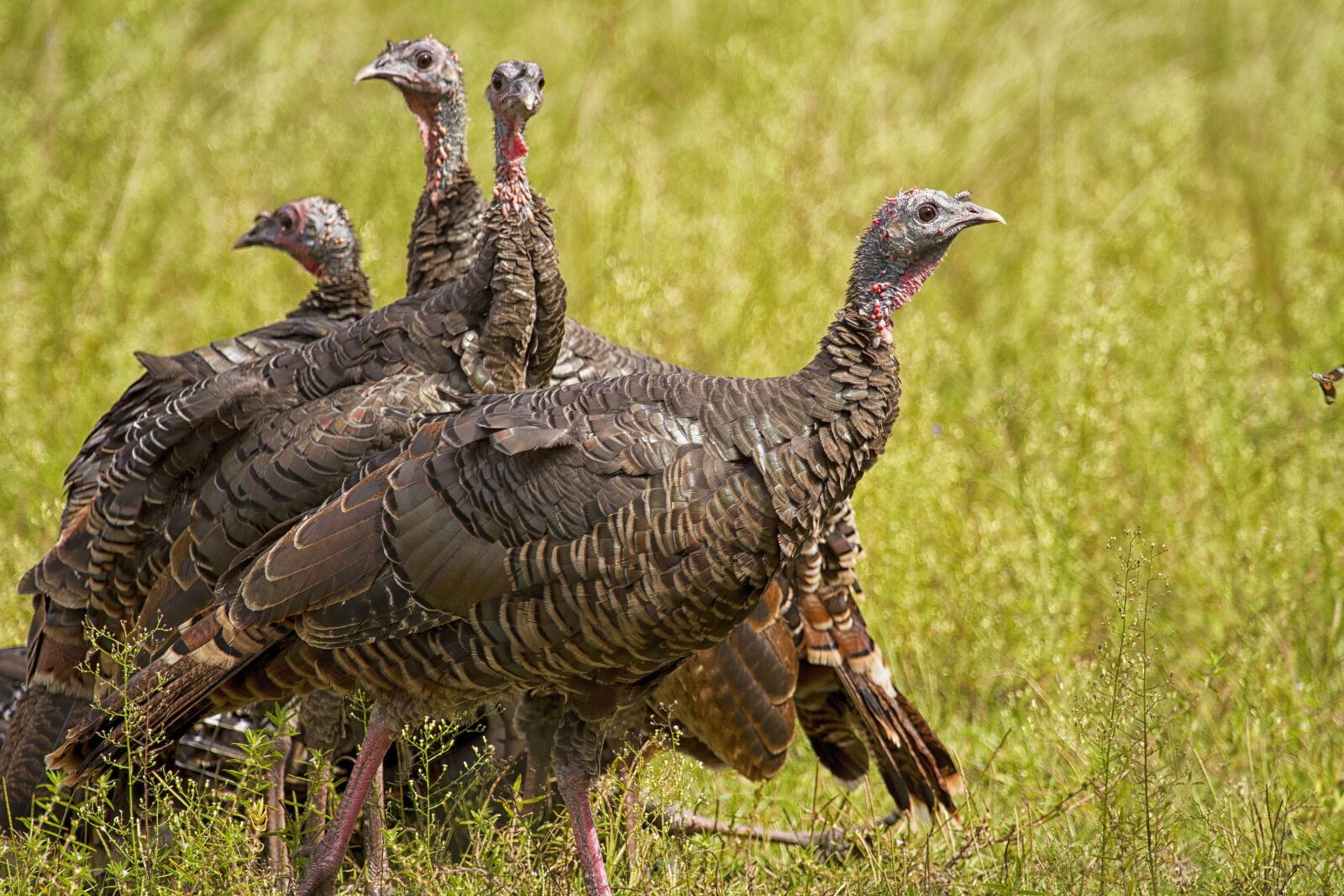 Canon EF 100-400mm F4.5-5.6L IS USM sample photo. Wild turkeys, rural, wildlife photography