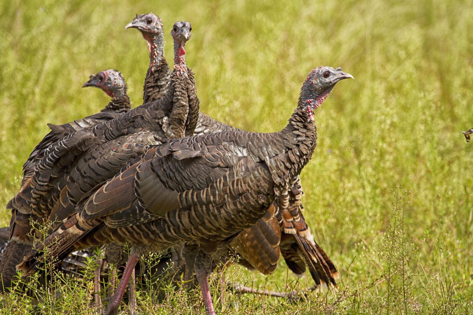 Canon EOS 7D + Canon EF 100-400mm F4.5-5.6L IS USM sample photo. Wild turkeys, rural, wildlife photography