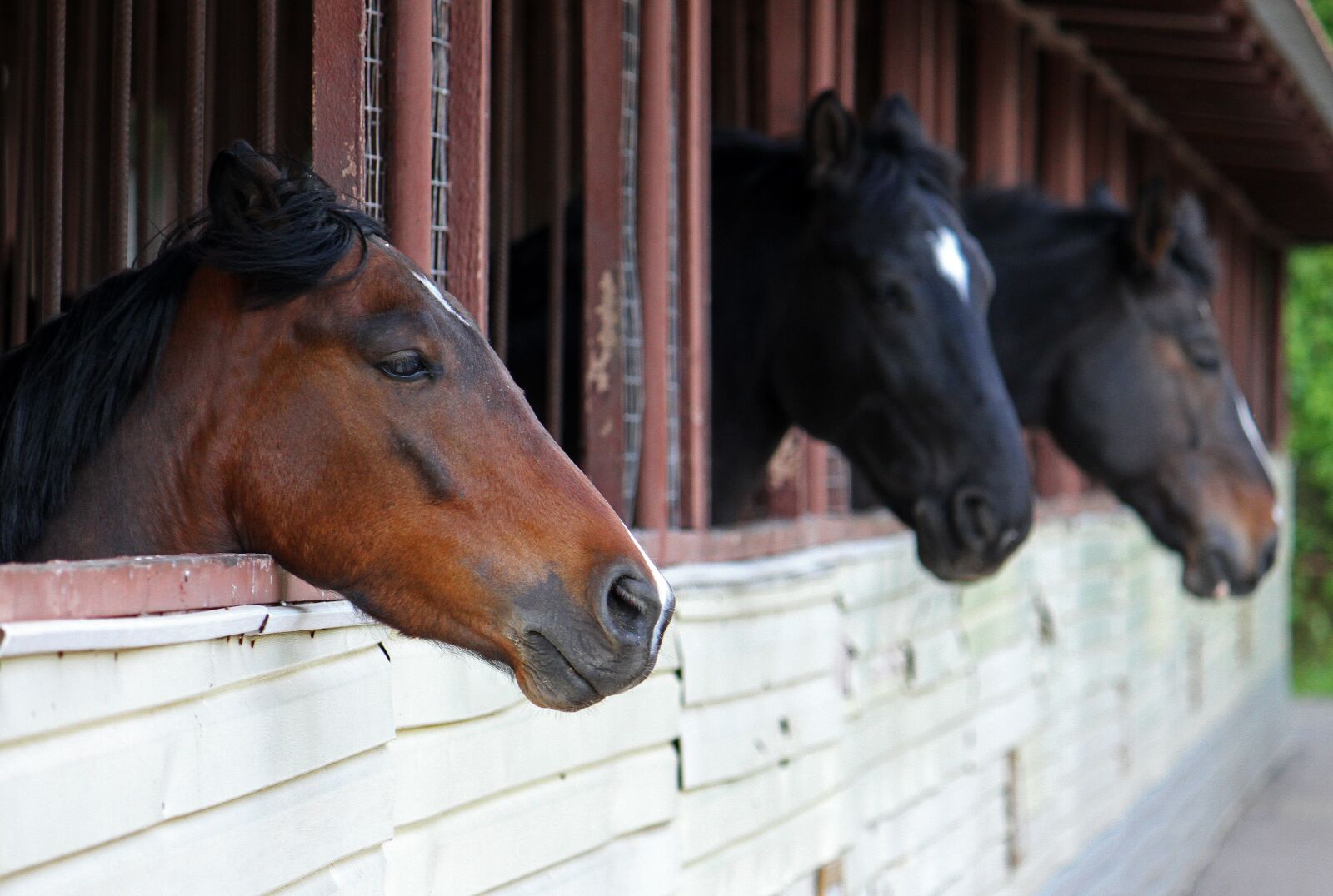 Canon EOS 7D sample photo. Horses, stable, animal photography
