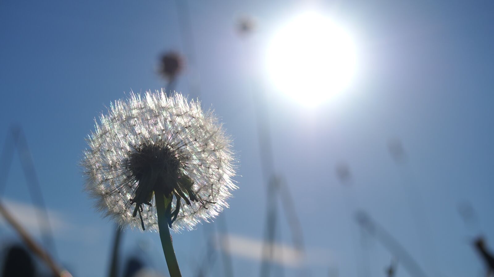 Olympus PEN E-PL6 sample photo. Dandelion, sun, macro photography