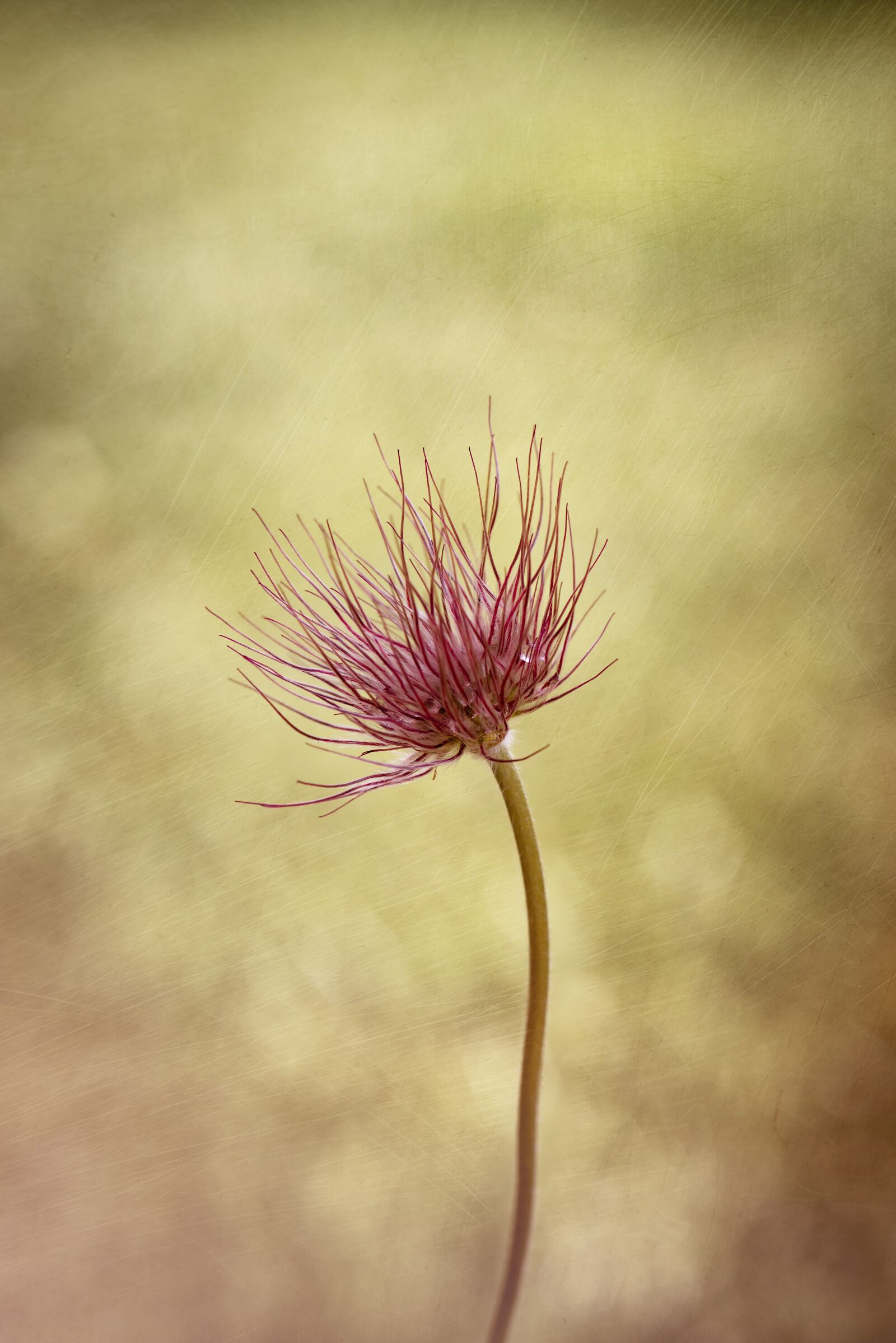 Nikon D750 sample photo. Common pasque flower, pulsatilla photography