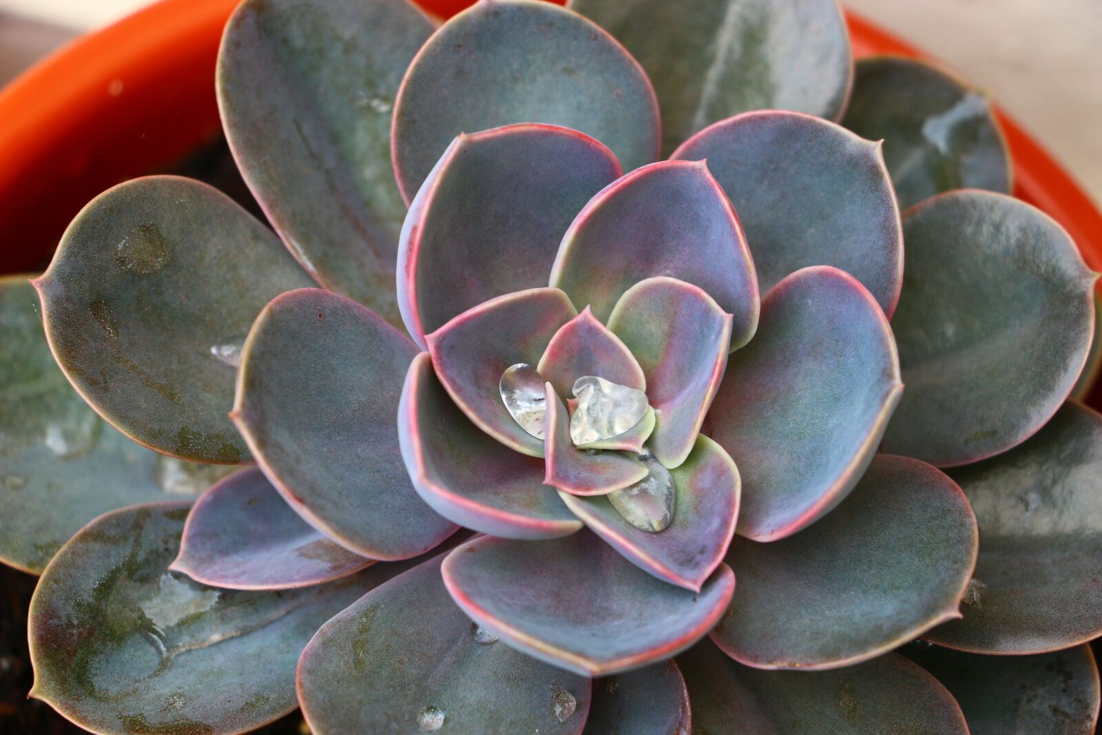 Canon EOS 70D sample photo. Juicy, mandala, cactus photography