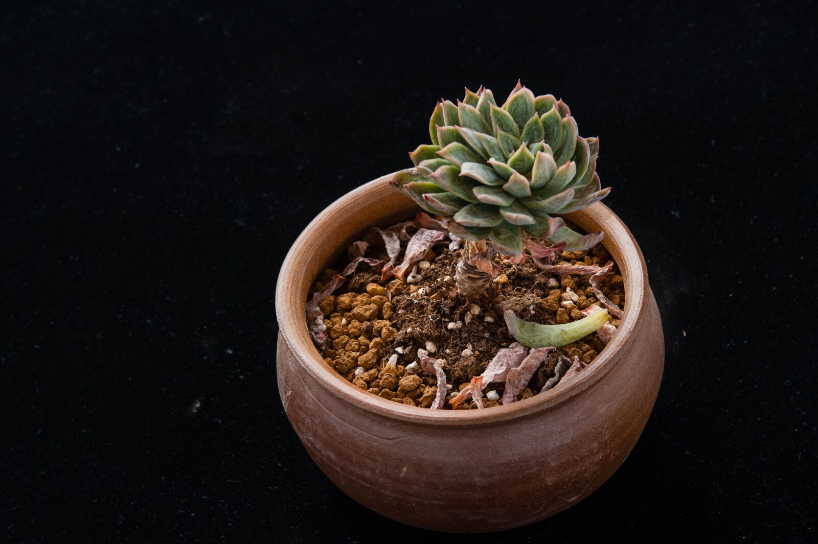 Nikon D700 sample photo. The fleshy, plant, gardening photography