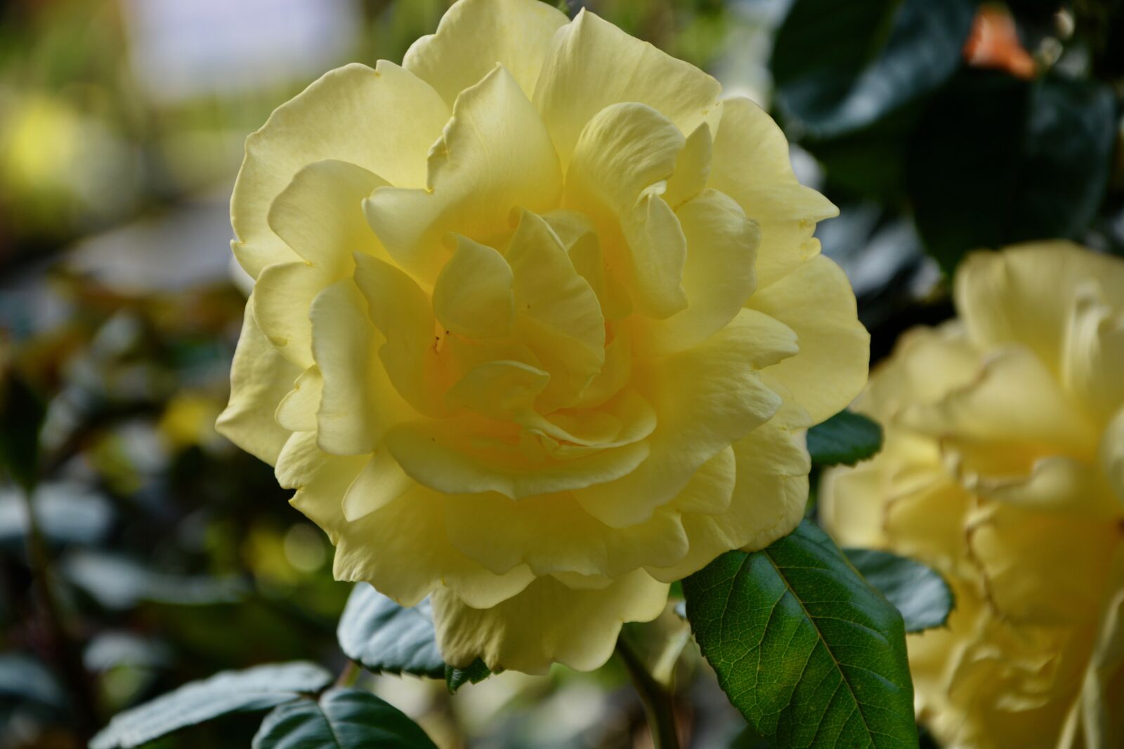 Nikon D5200 sample photo. Yellow rose, nature, rosebush photography