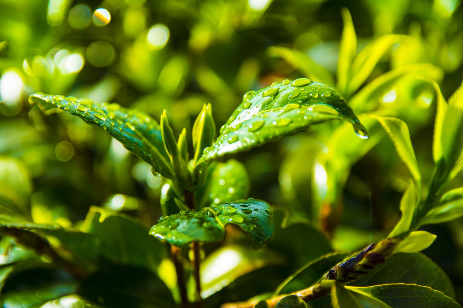 Nikon D7100 sample photo. Leaf, plant, nature photography