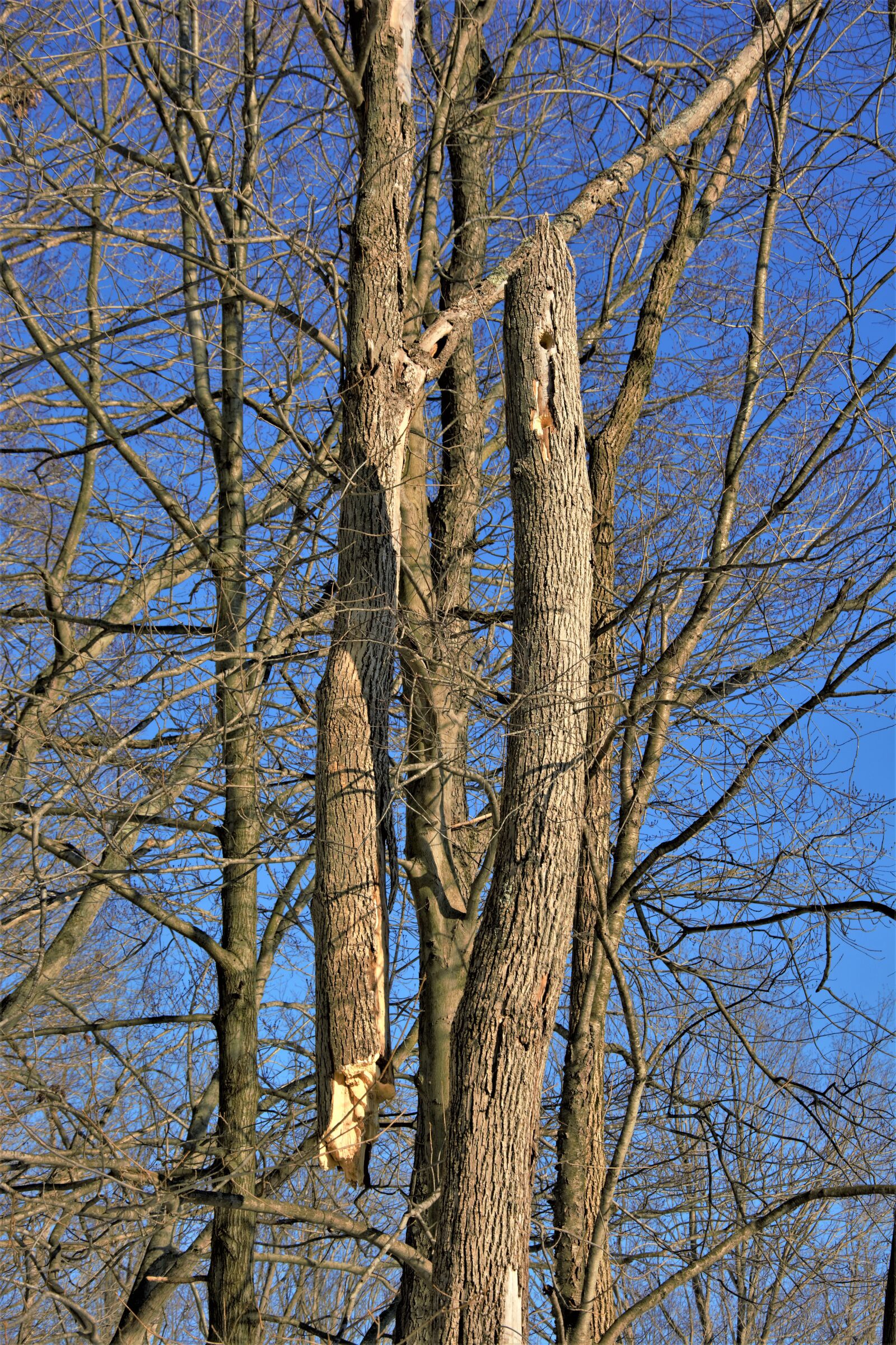 Nikon D7100 sample photo. Large, tree, hanging photography