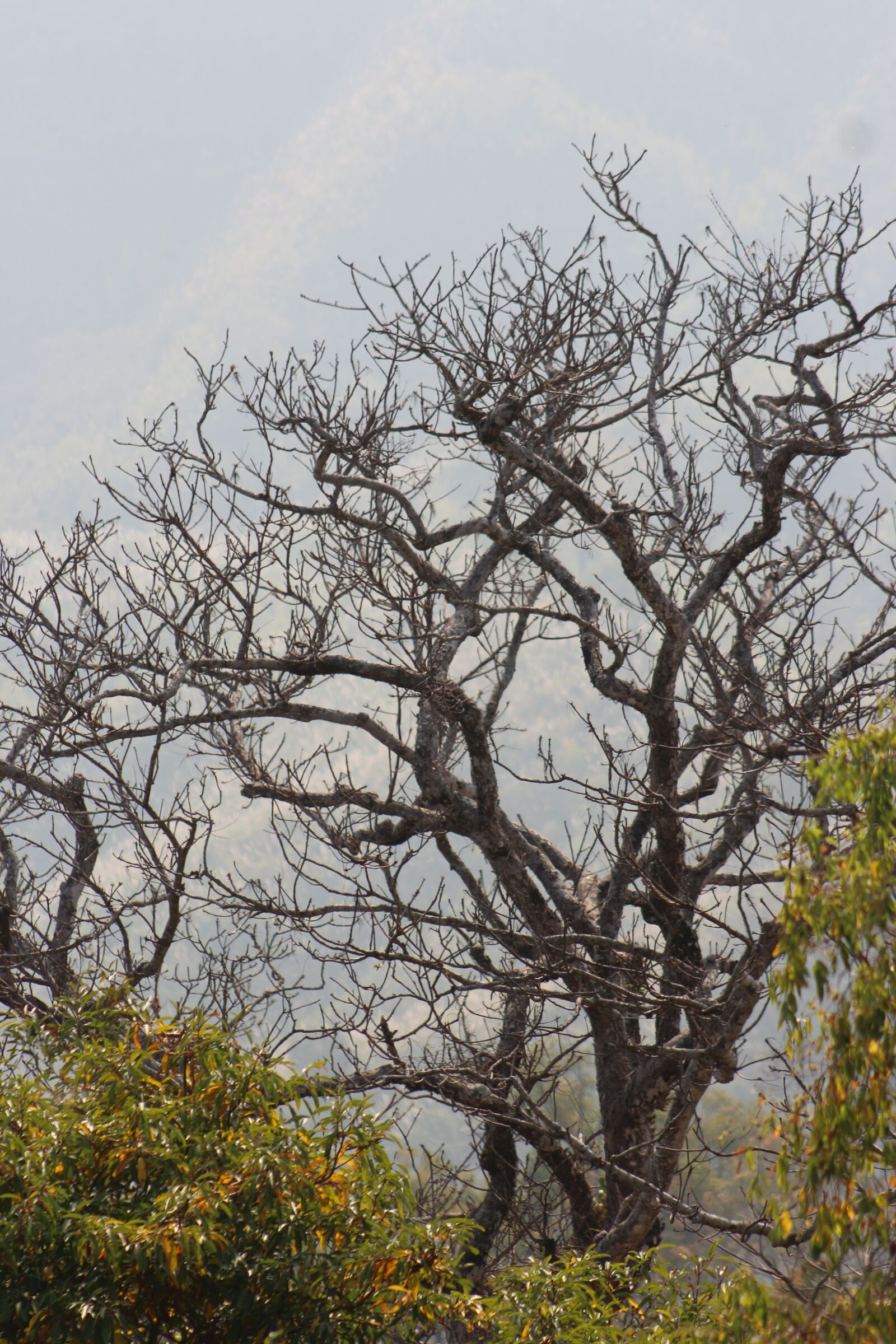 Canon EF75-300mm f/4-5.6 sample photo. Nature, green, clouds photography