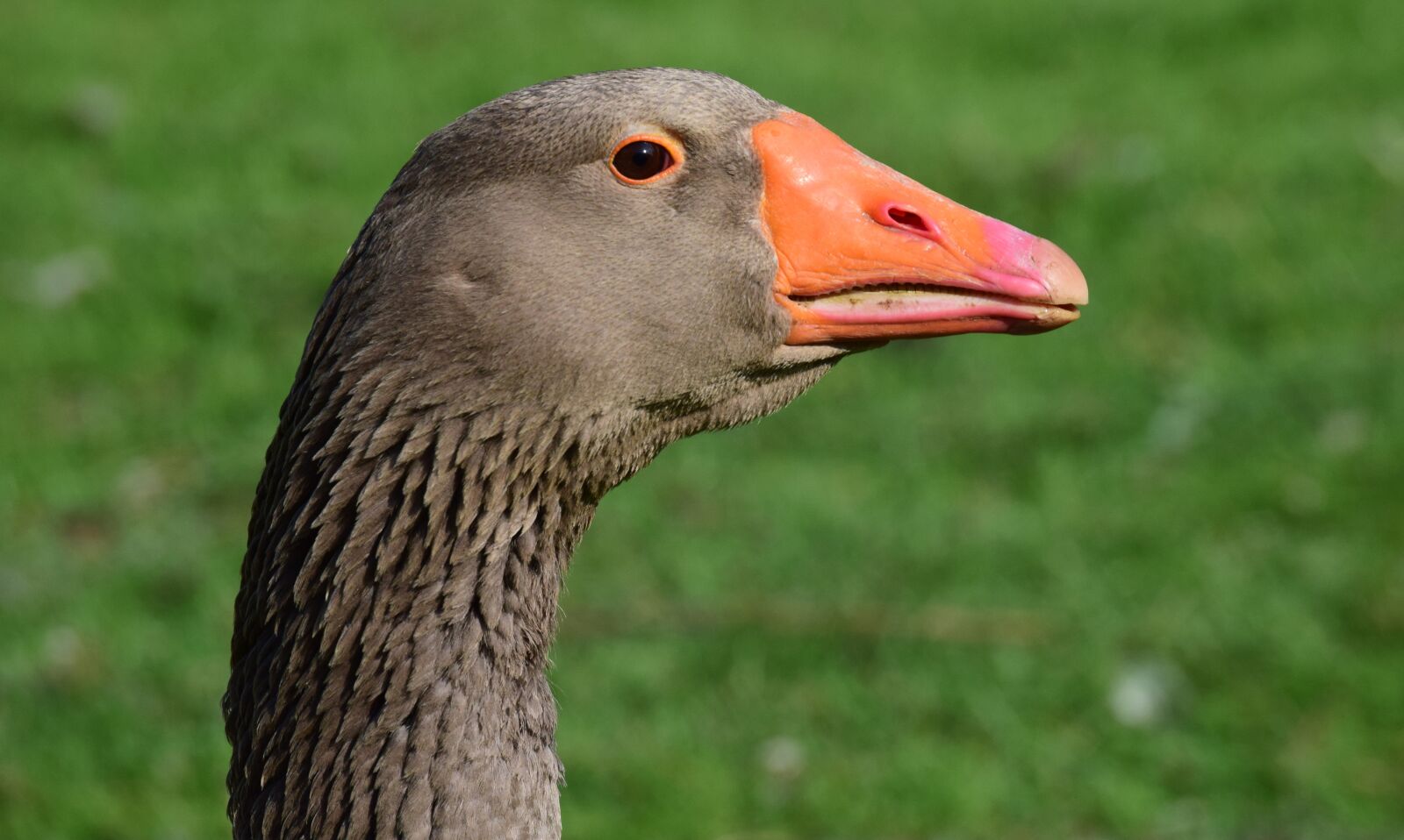 Nikon D3300 sample photo. Goose, head, bill photography