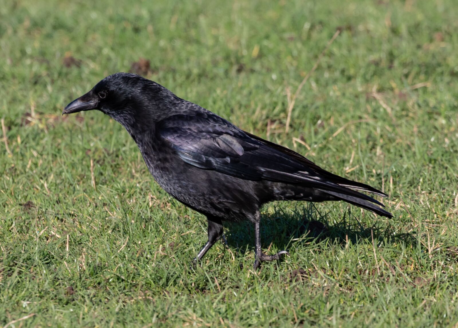 Canon EOS 7D Mark II sample photo. Crow, black crow, raven photography
