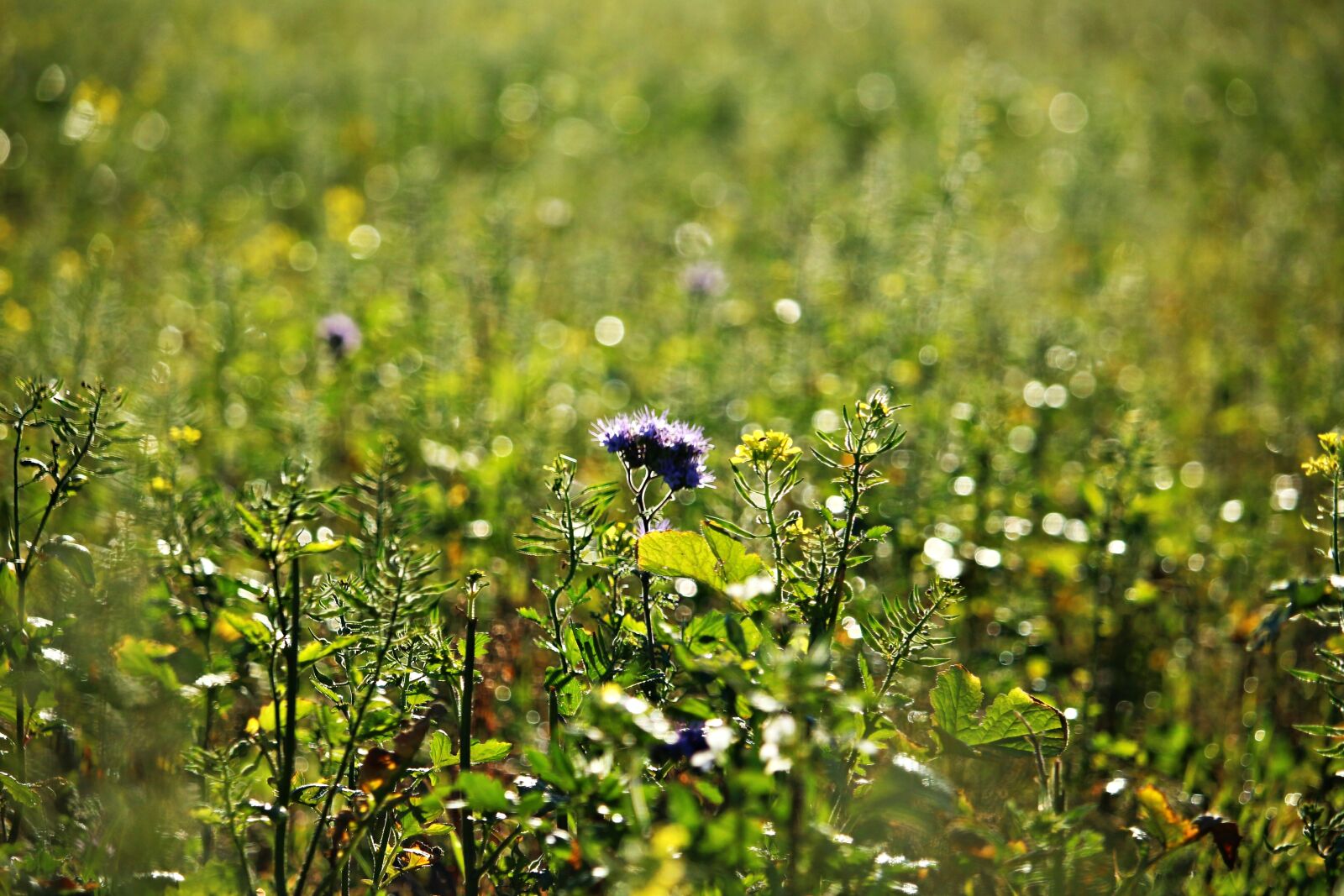 Canon EOS 100D (EOS Rebel SL1 / EOS Kiss X7) sample photo. Bees, phacelia, field photography