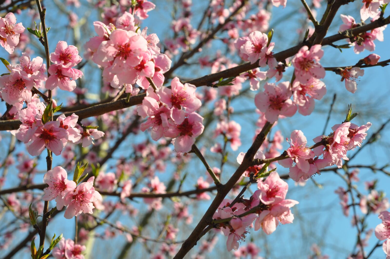 Nikon D5000 sample photo. Spring, bloom, flowers photography