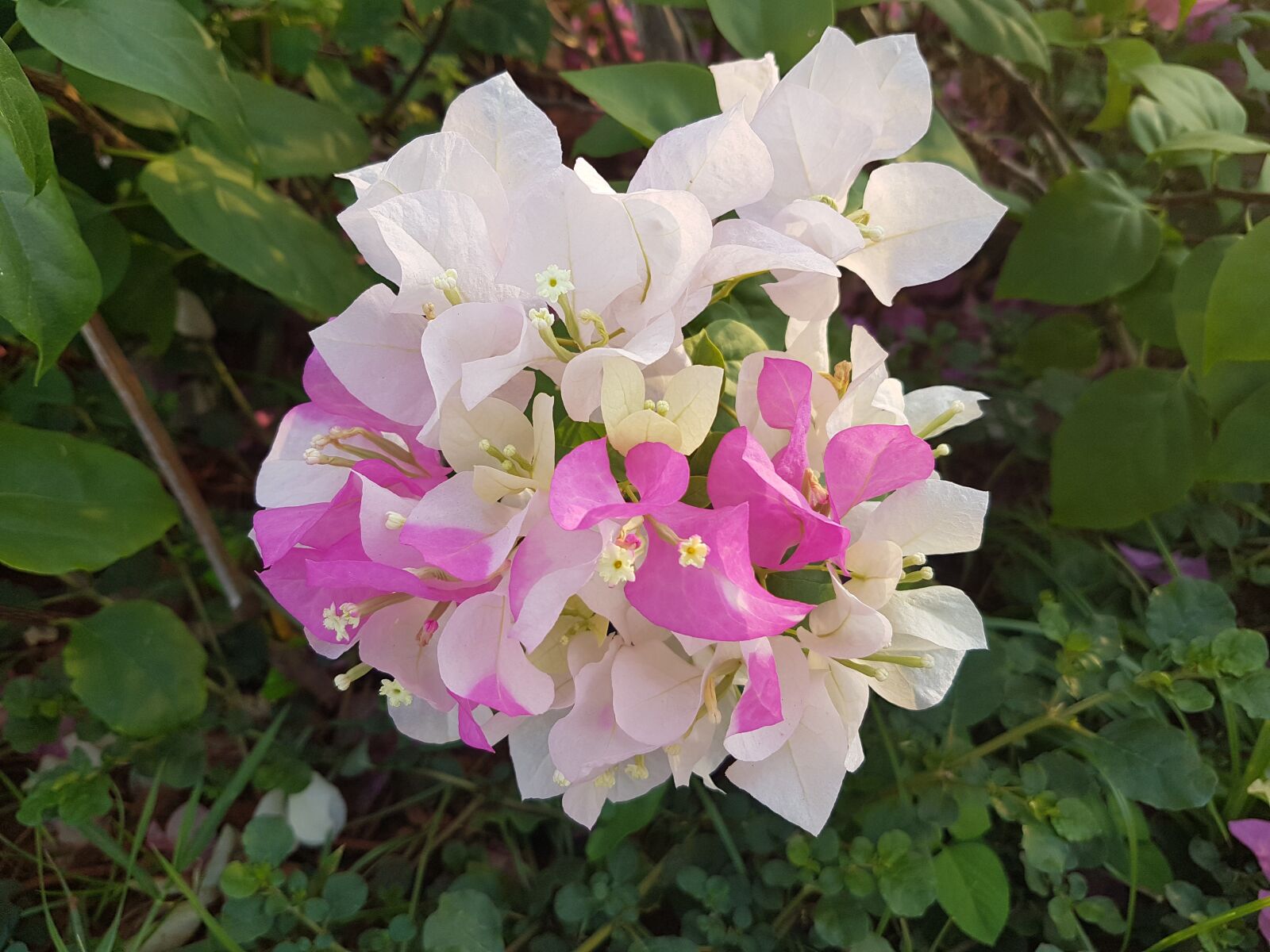 Samsung Galaxy S7 sample photo. White and rose, flowers photography