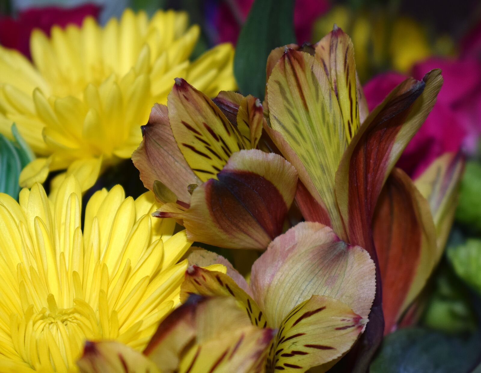 Nikon D3300 sample photo. Alstroemeria, peruvian lily, chrysanthemum photography