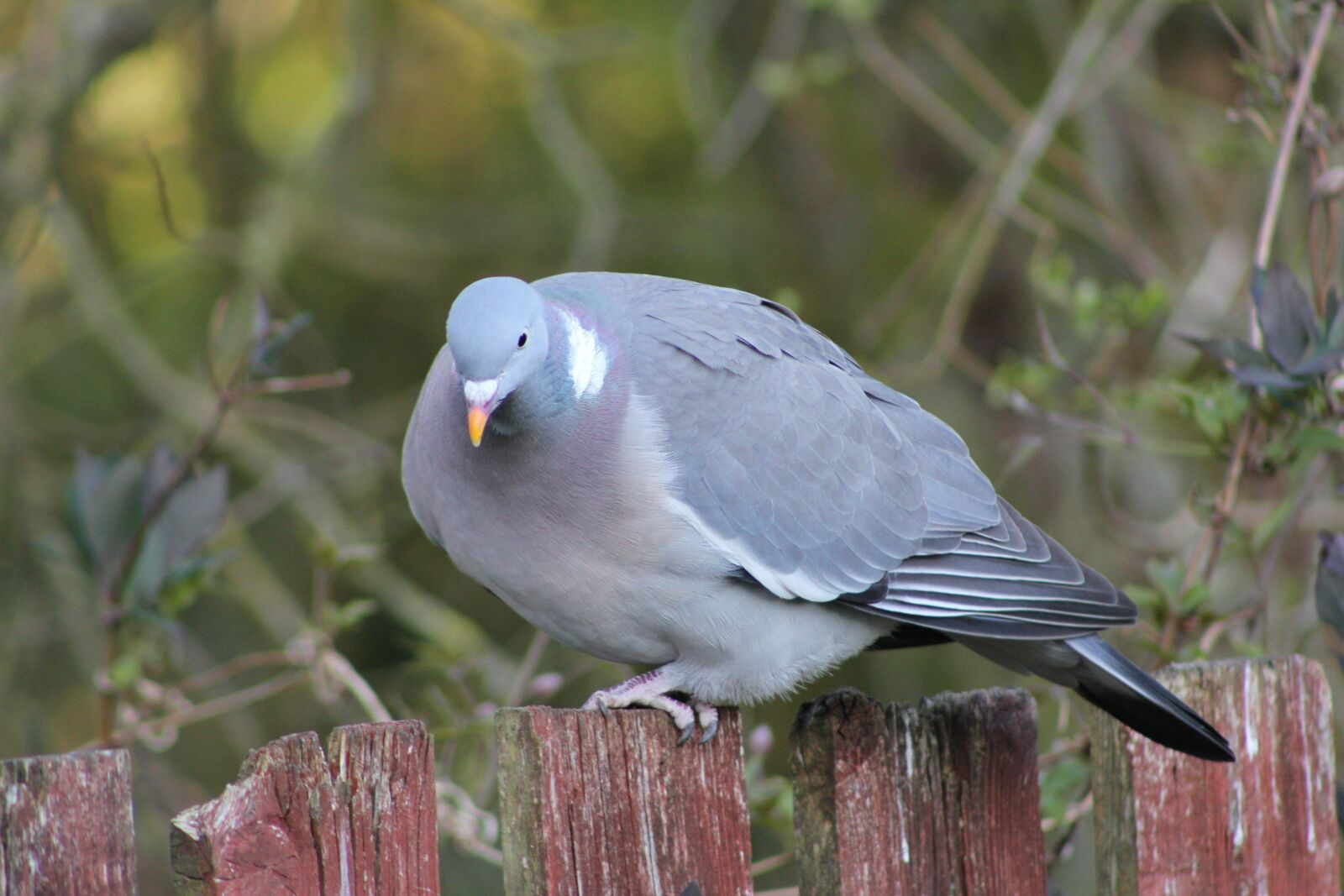 Canon EOS 550D (EOS Rebel T2i / EOS Kiss X4) sample photo. Pigeon, bird, woodpigeon photography