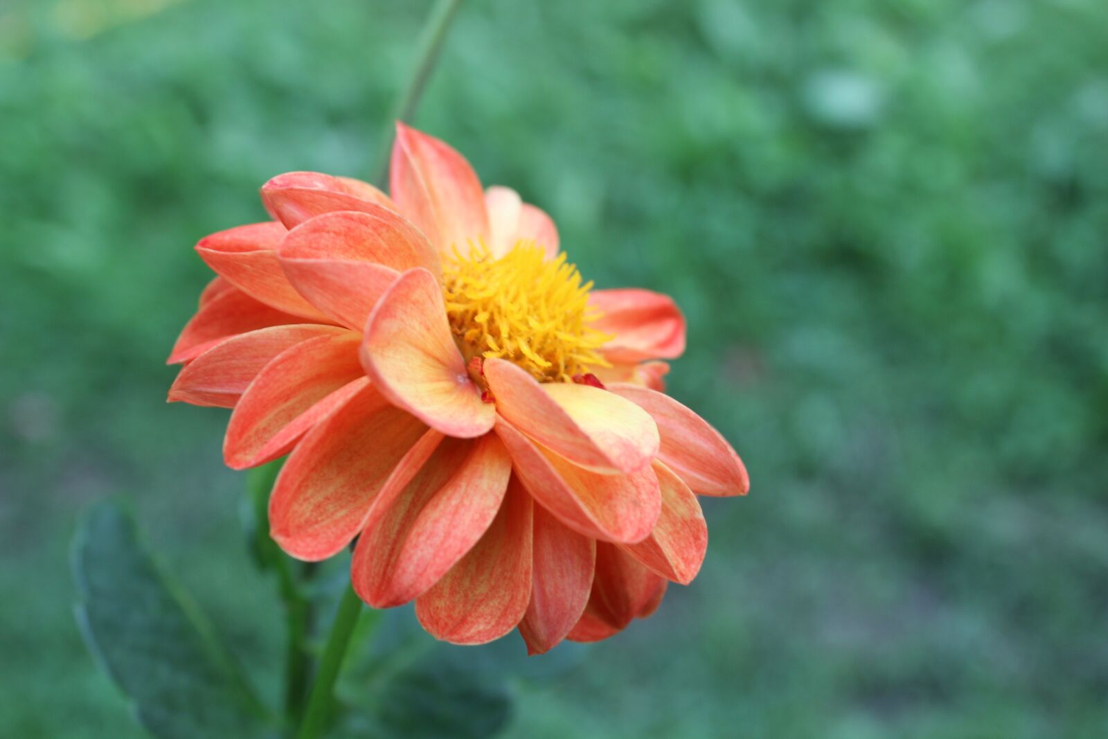 Canon EOS 600D (Rebel EOS T3i / EOS Kiss X5) sample photo. Flower, green, plant photography
