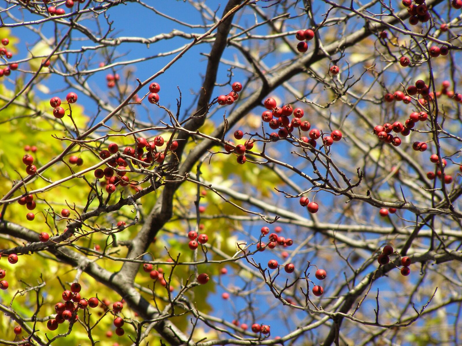 Olympus SP500UZ sample photo. Berries, trees, branches photography