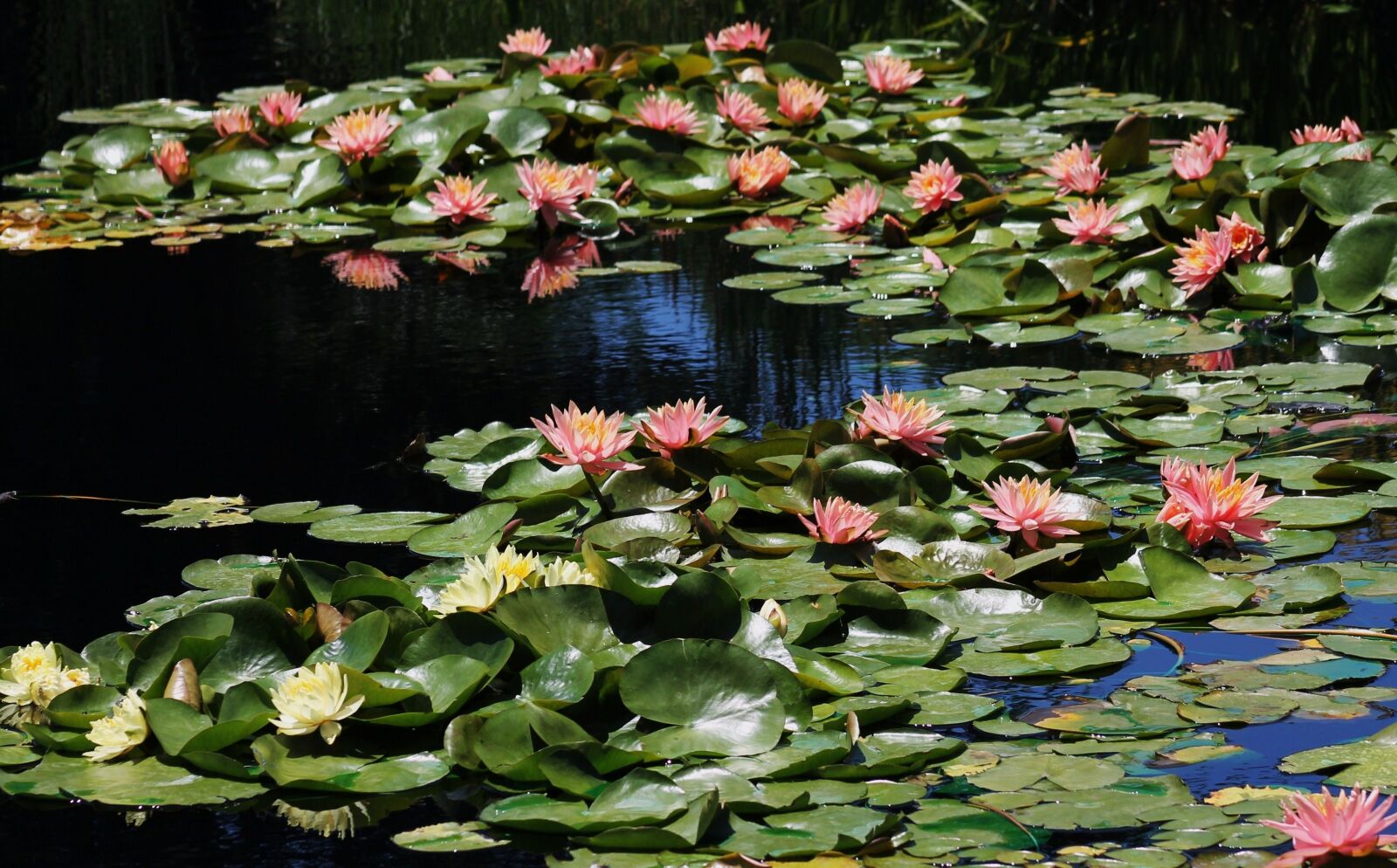 Canon EF 75-300mm f/4-5.6 sample photo. Pond, lily pads, lily photography
