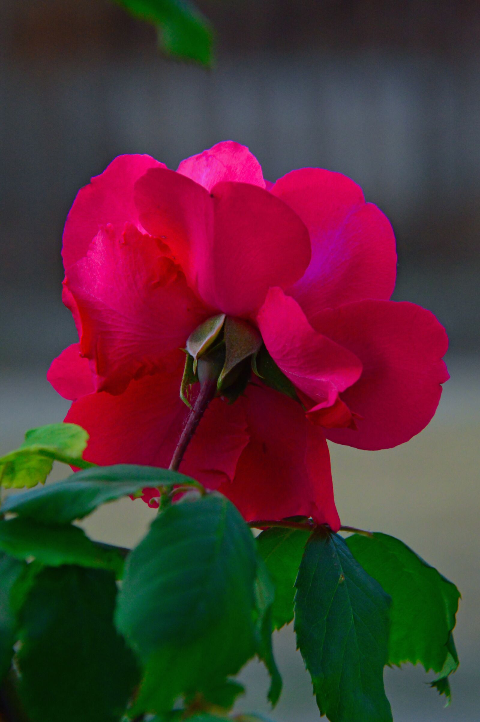Nikon D3200 sample photo. Rose, red, red rose photography