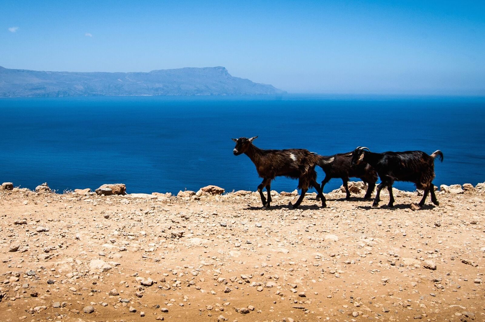 Nikon D40 sample photo. Goat, road, sea, mountain photography