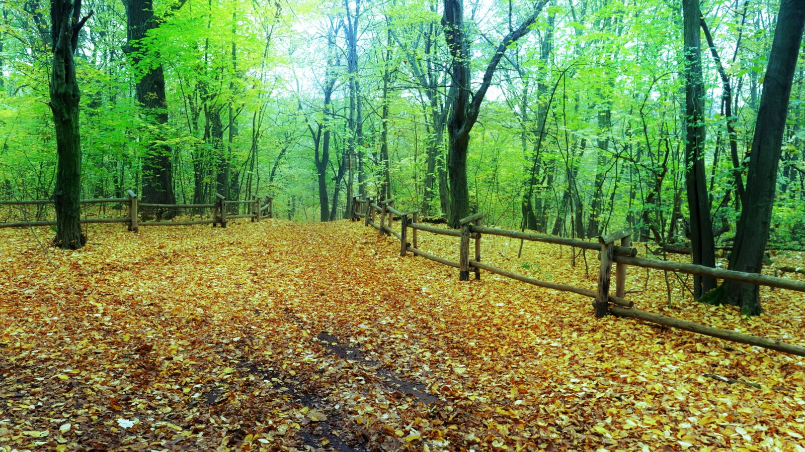 Nikon D3100 sample photo. Landscape, nature, autumn photography