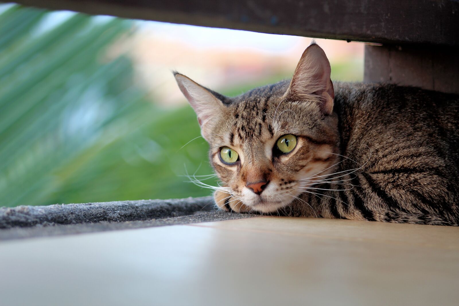 Canon EOS 1300D (EOS Rebel T6 / EOS Kiss X80) sample photo. Cat, kitty, pet photography