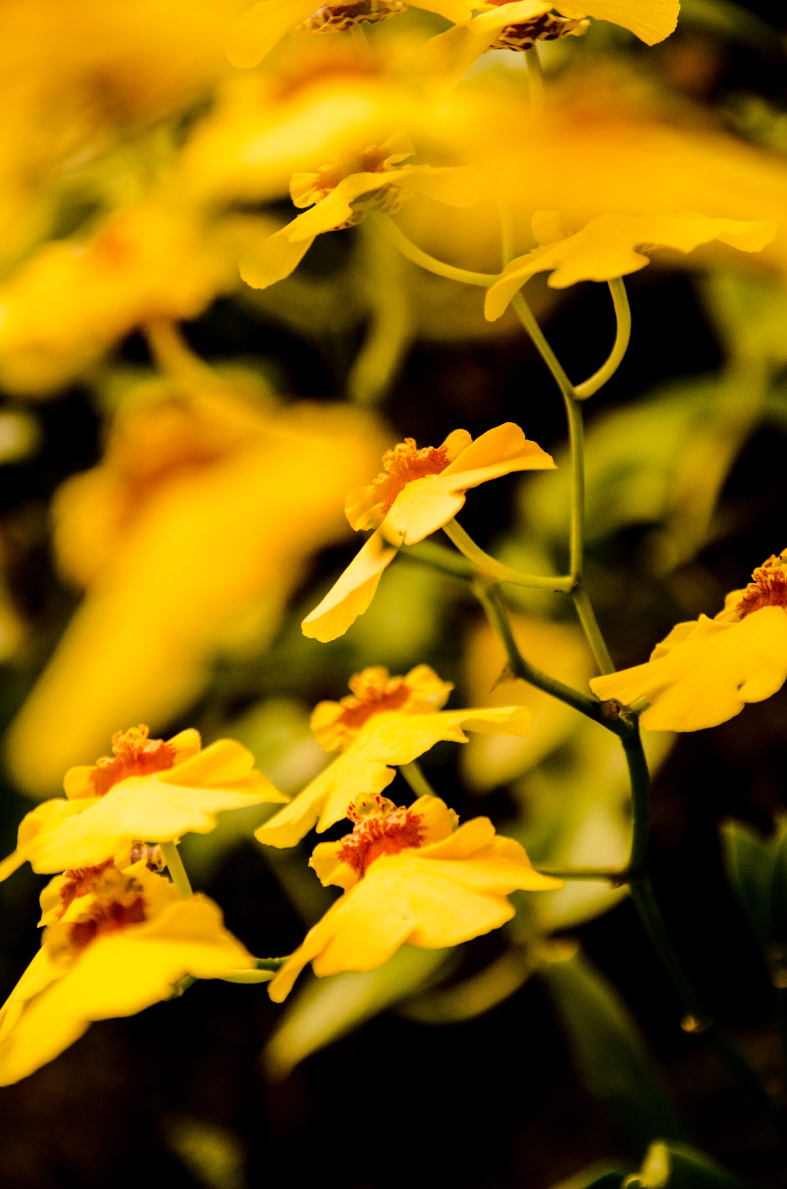 Nikon D7000 + Sigma 17-70mm F2.8-4 DC Macro OS HSM sample photo. Beautiful, flowers, blurred, background photography