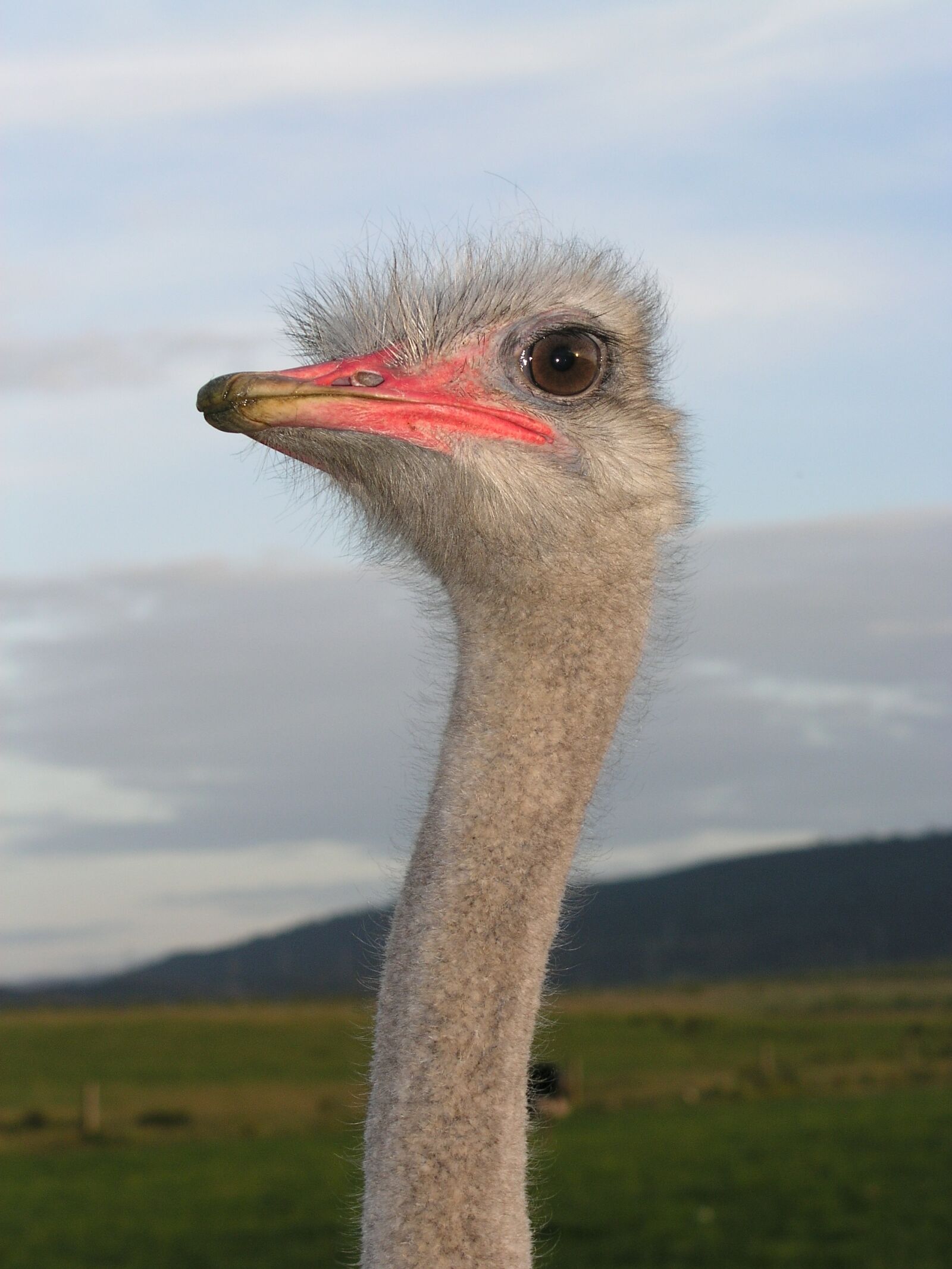 Olympus C5050Z sample photo. Ostrich, ave, head photography
