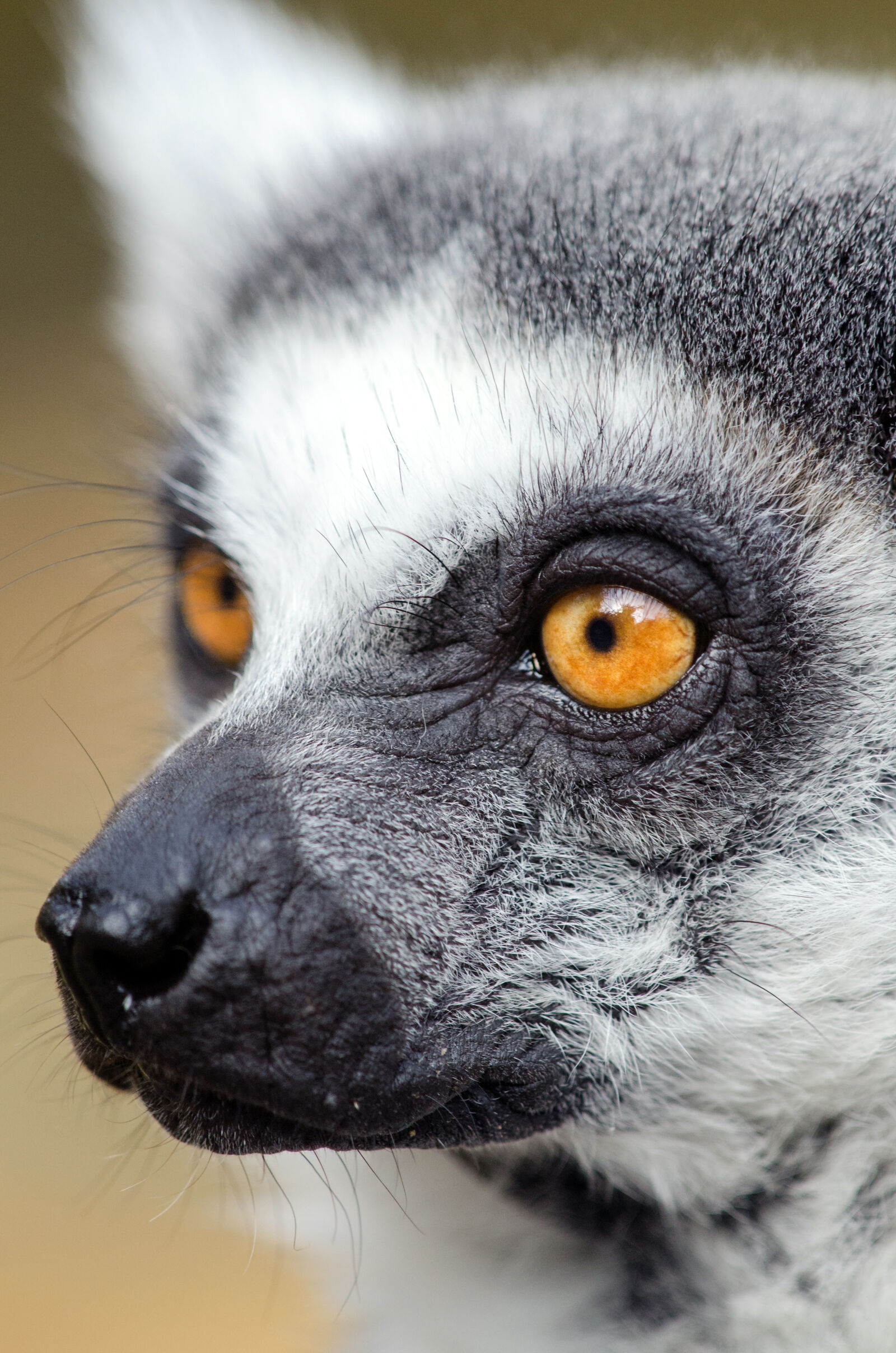 Nikon D7000 + Sigma APO Tele Macro 300mm F4 sample photo