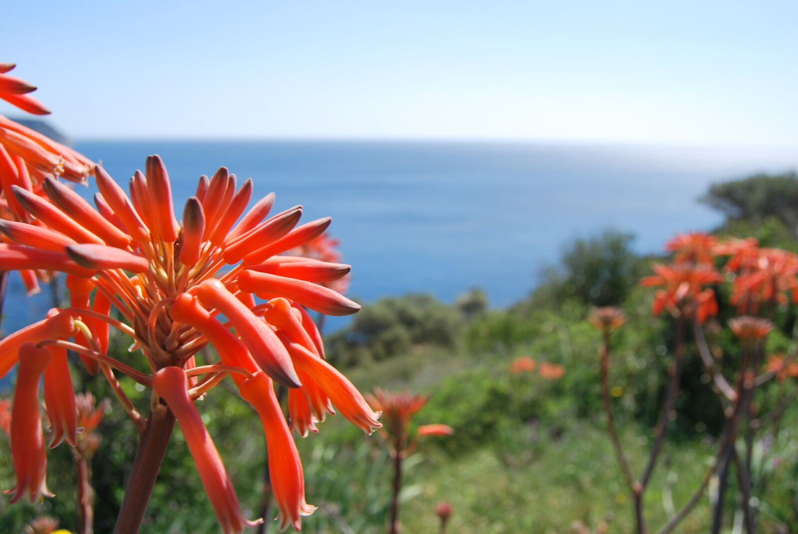 Nikon D60 sample photo. Flowers, sea, flower photography