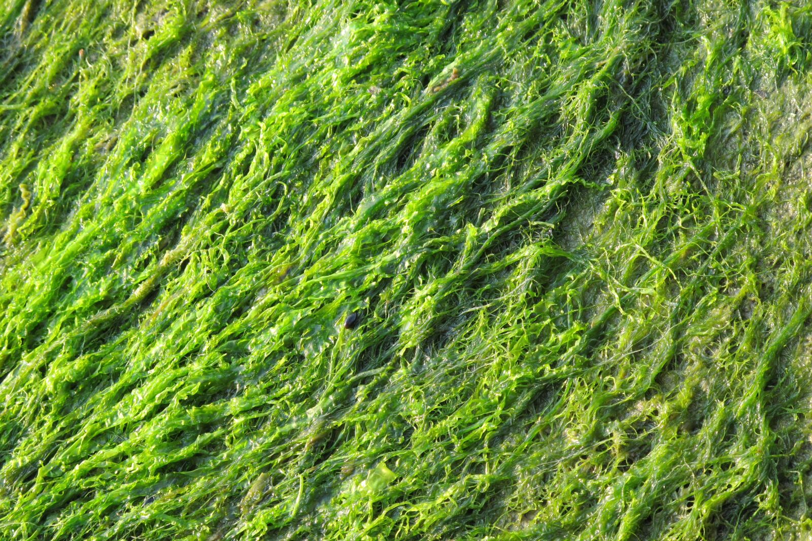 Canon PowerShot G12 sample photo. Green, seaweed, close up photography