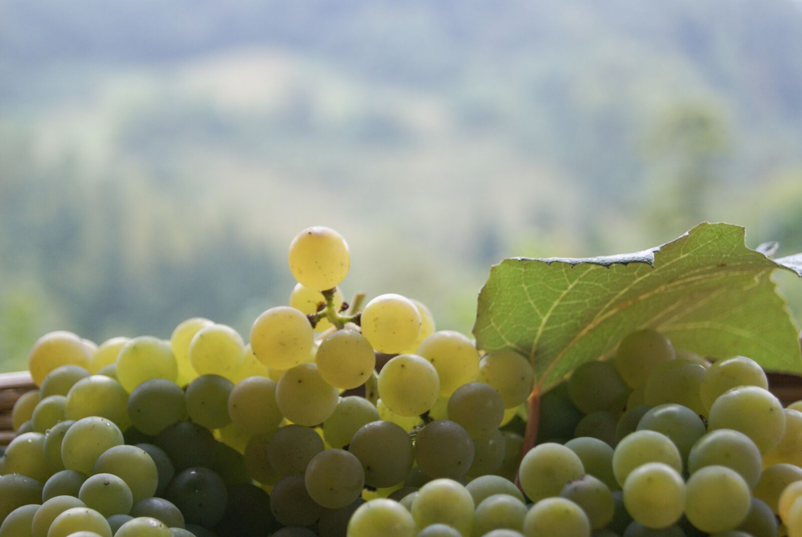 Sony Alpha DSLR-A100 sample photo. Grapes, autumn, wine photography