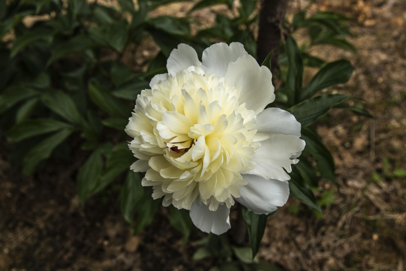 Canon EOS 70D sample photo. Peony, flower, medicinal photography
