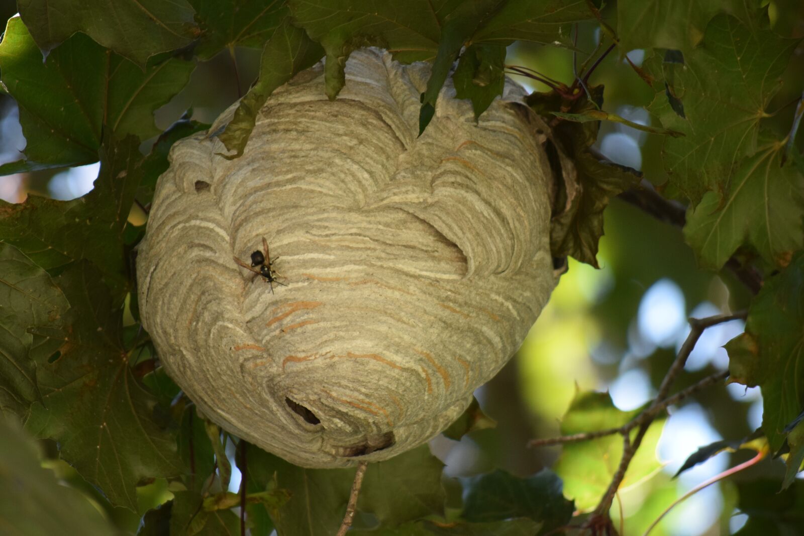 Nikon D3300 sample photo. Nest, bees, hive photography