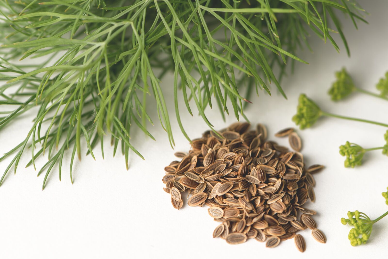 Nikon D750 sample photo. Dill, kapormag, dill flower photography