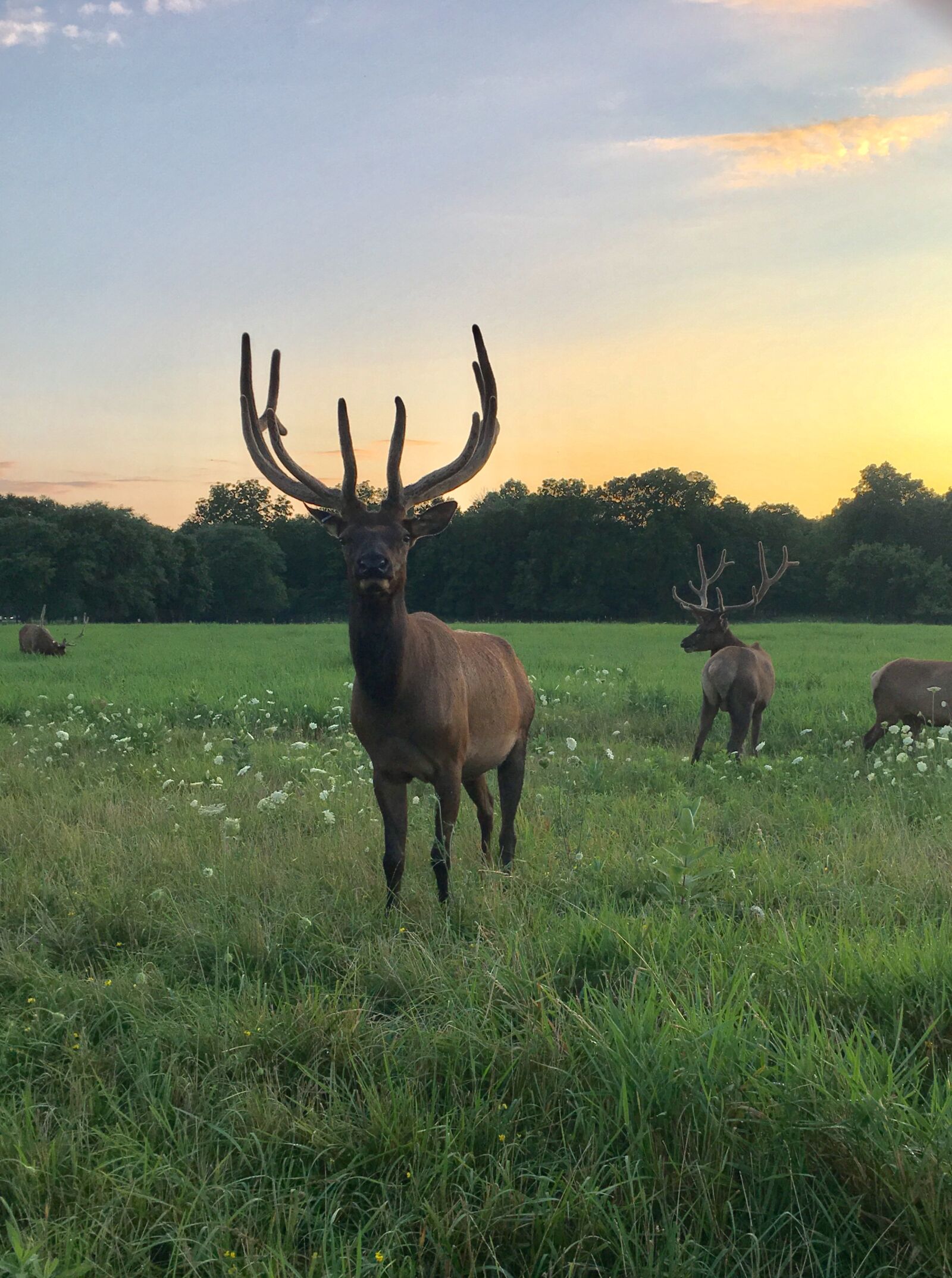 Apple iPhone 6s sample photo. Elk, wildlife, animal photography