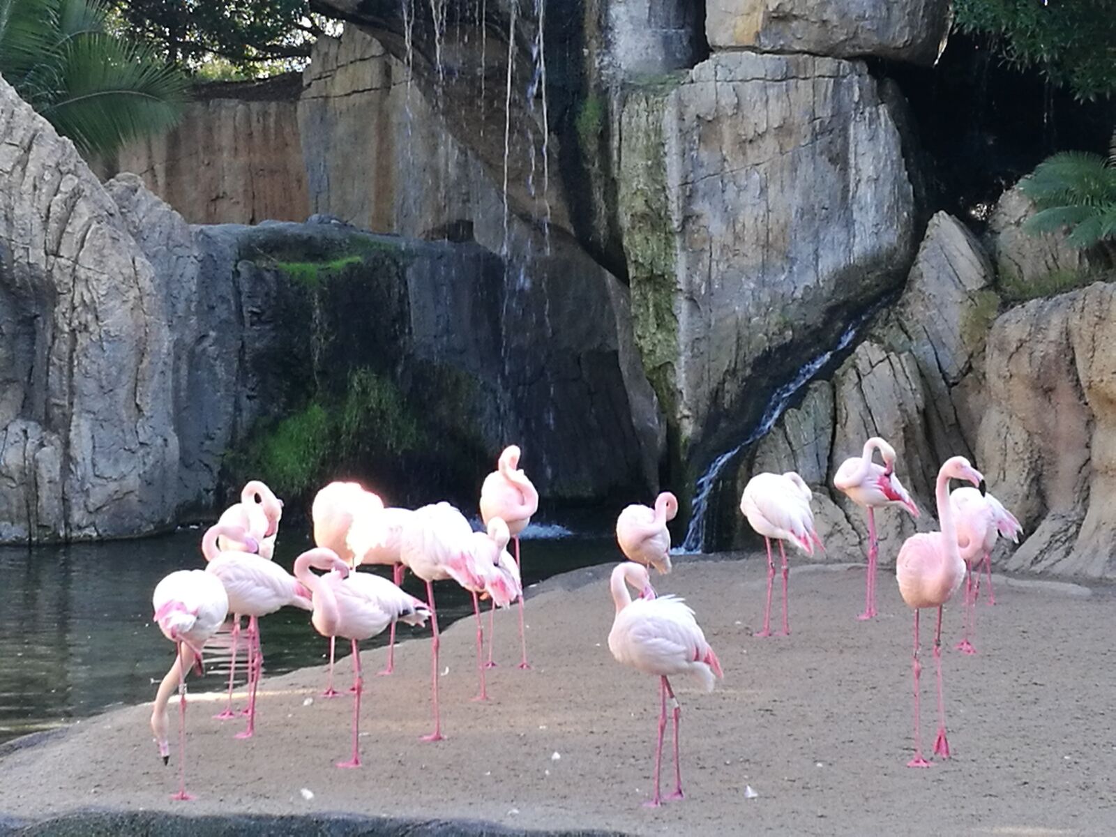 HUAWEI P9 sample photo. Flamingo, bird, waterfall photography