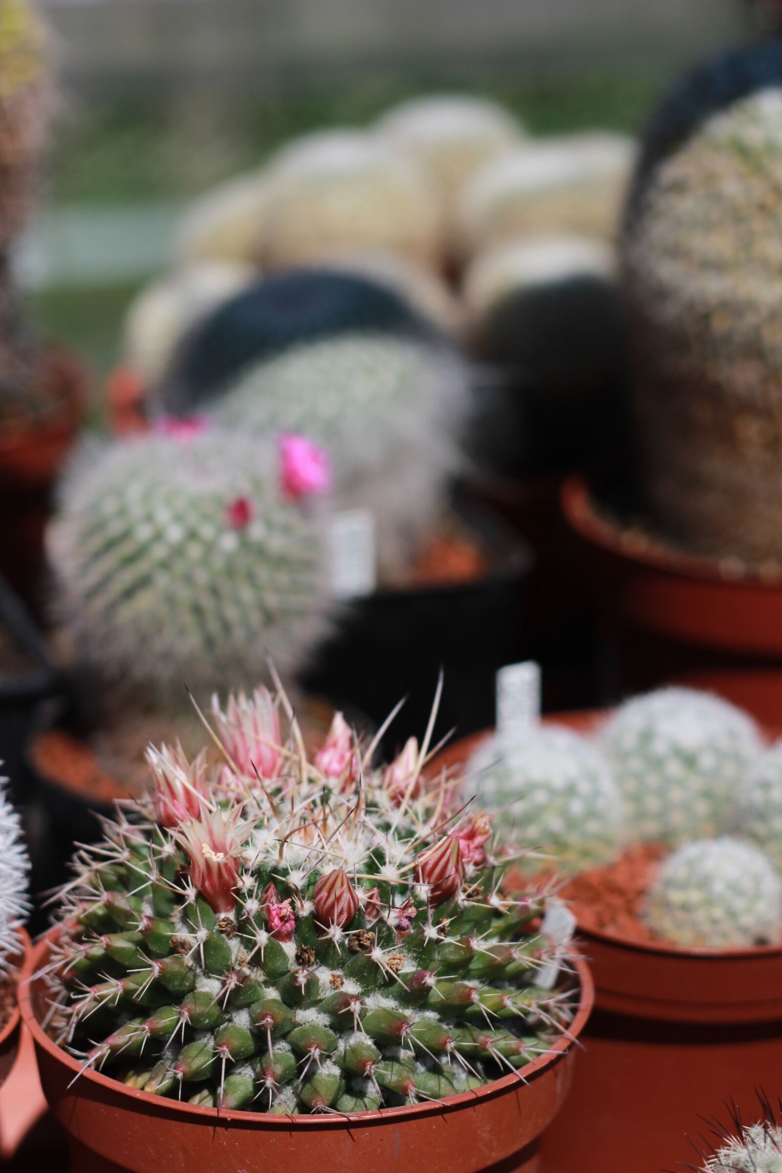 Canon EOS 600D (Rebel EOS T3i / EOS Kiss X5) + Canon EF 50mm F1.8 II sample photo. Cacti, spines, flowers photography