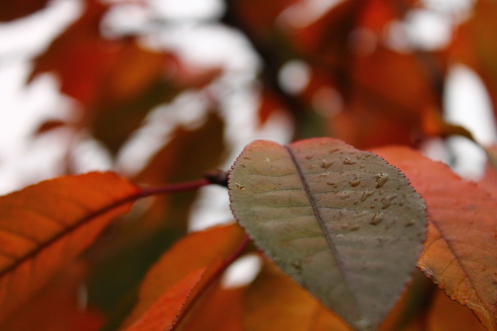 Canon EOS 1100D (EOS Rebel T3 / EOS Kiss X50) sample photo. Leaves photography