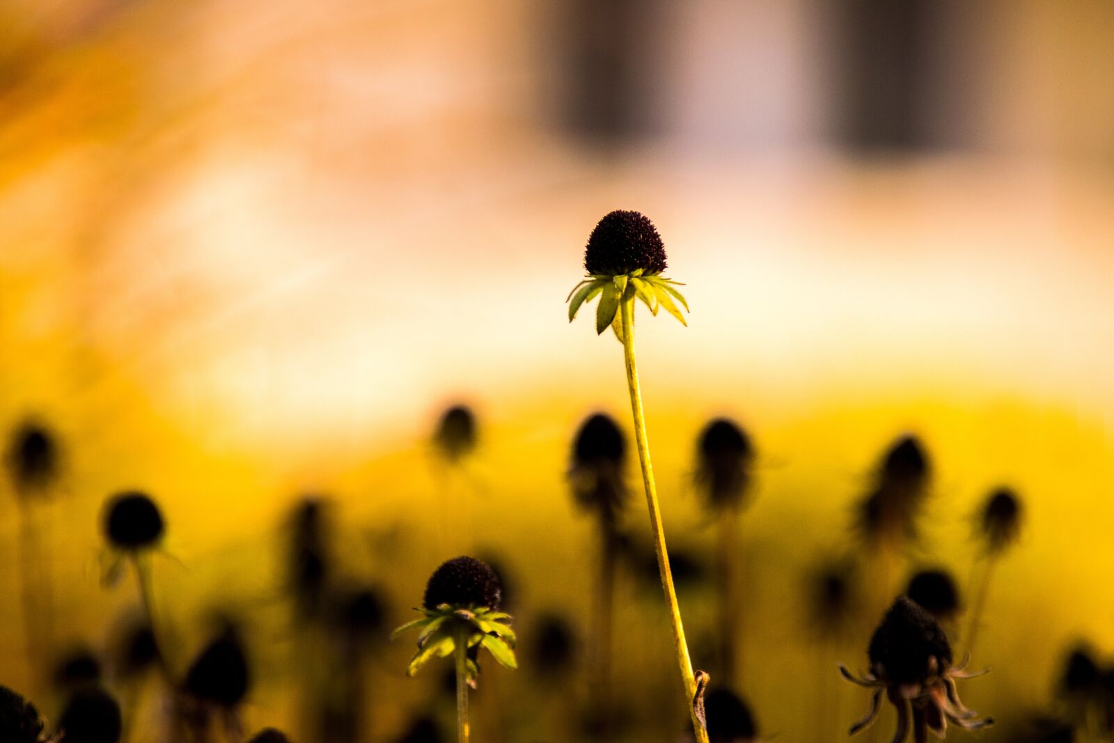 Nikon D3300 sample photo. Flower, nature, sun photography
