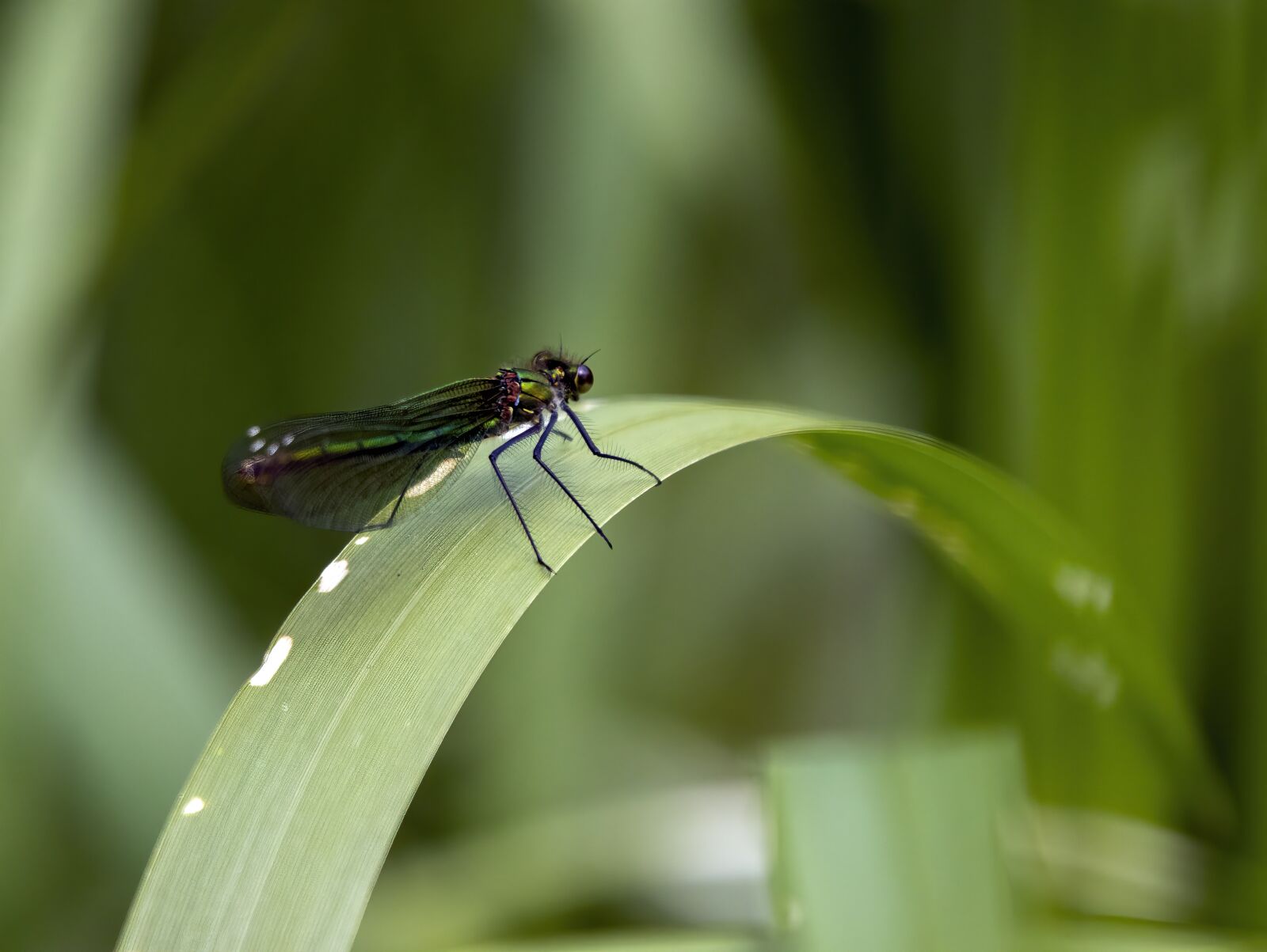 Sigma 100-400mm F5-6.3 DG OS HSM sample photo. Banded-demoiselle, damselfly, perched photography