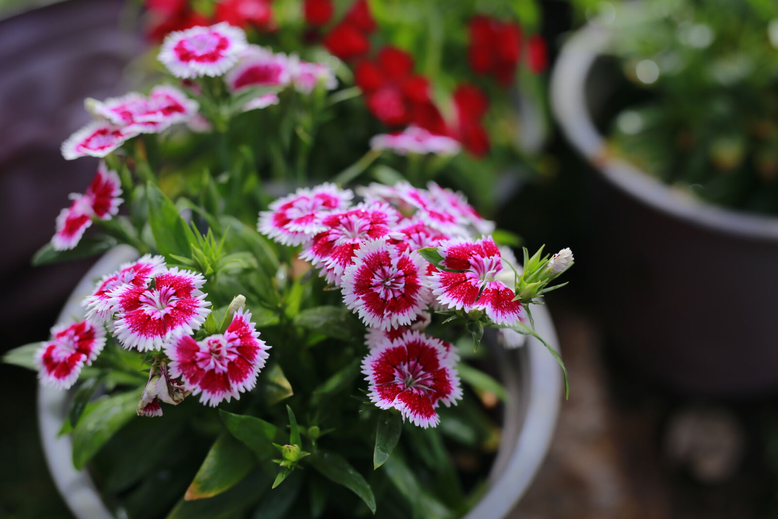 Canon EOS 6D sample photo