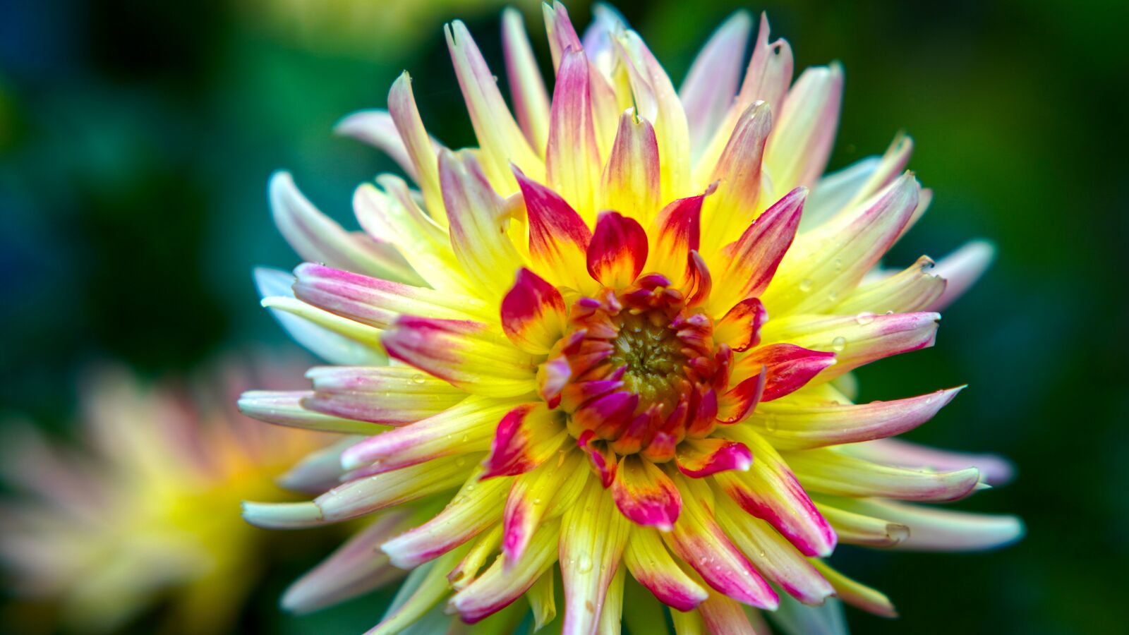 E 50mm F1.8 OSS sample photo. Dahlia, yellow, blossom photography