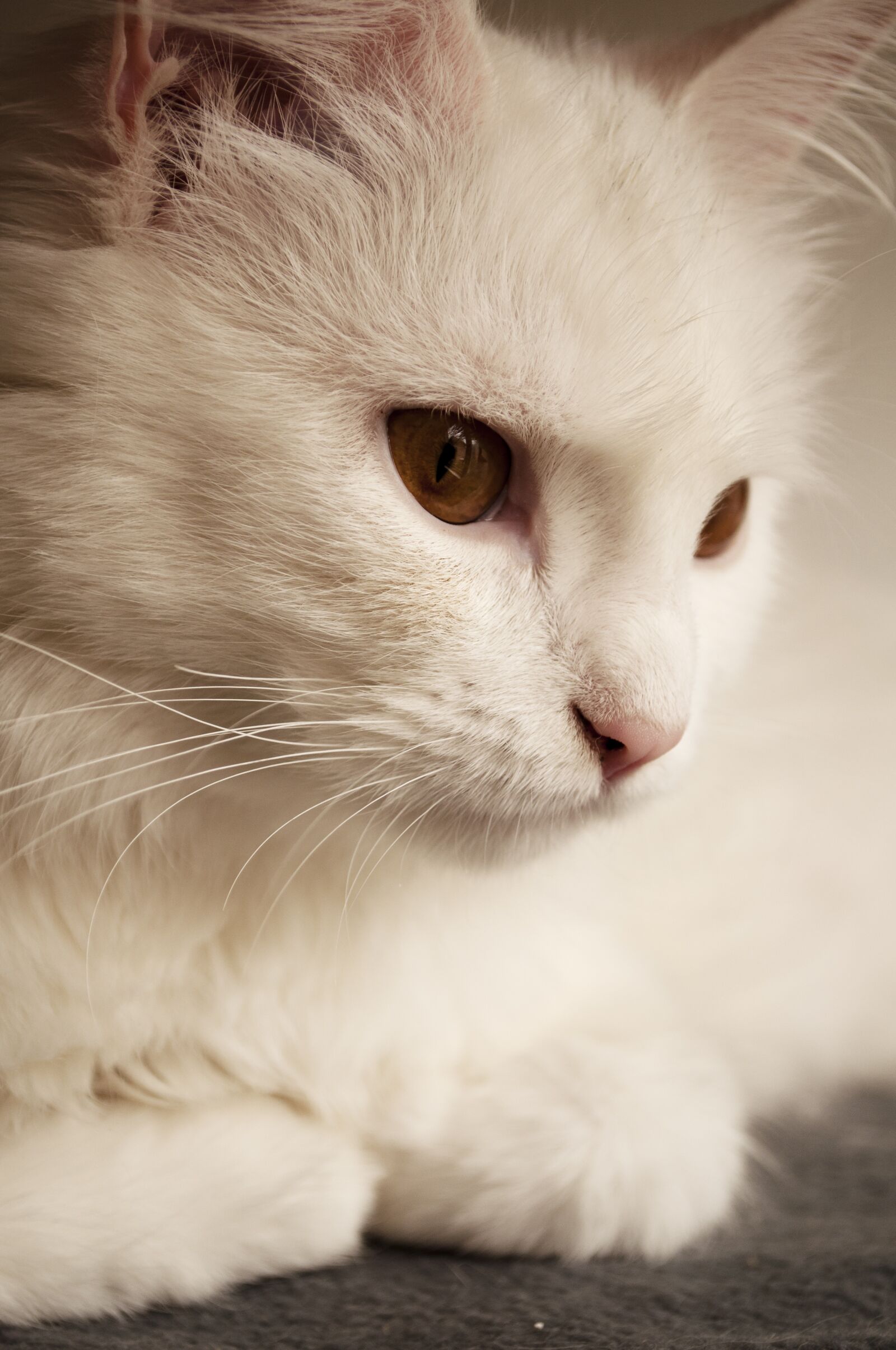 Nikon D5000 sample photo. White, persian, fur photography