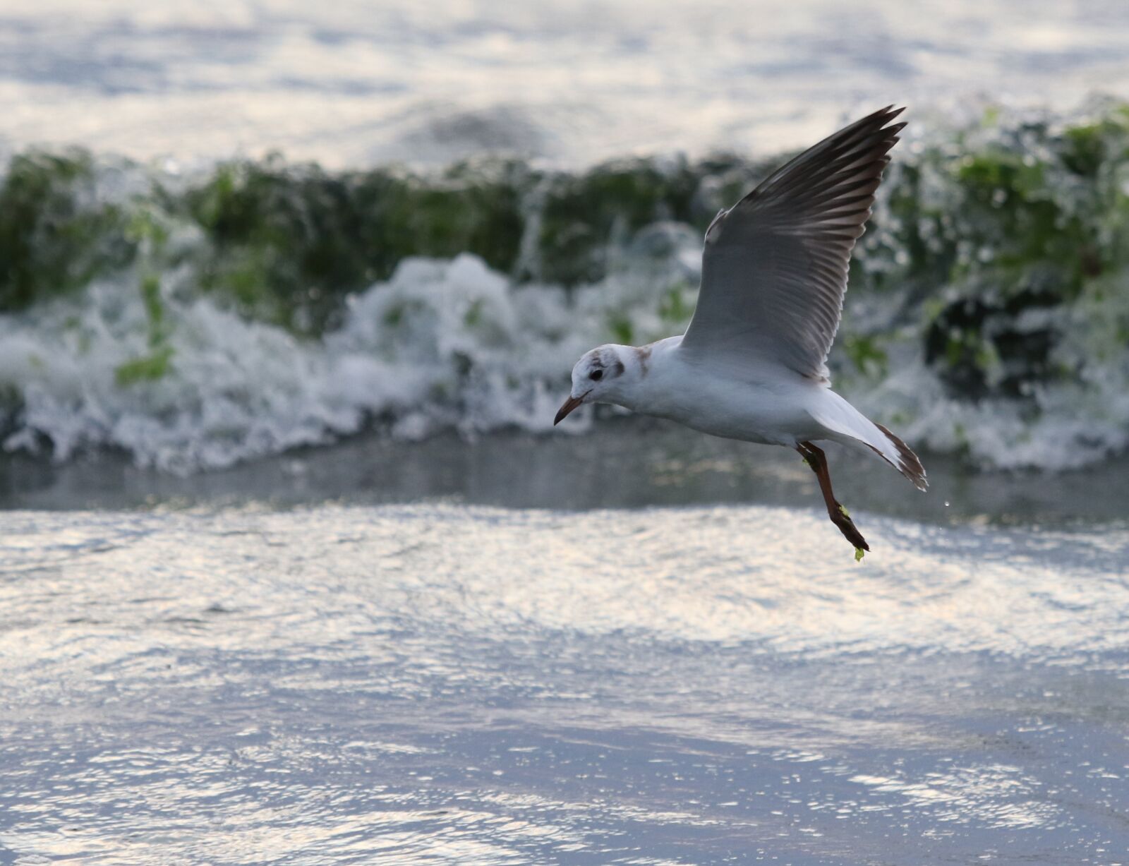 Canon EOS 7D Mark II + Canon EF 100-400mm F4.5-5.6L IS USM sample photo. Seagull, birds, waves photography